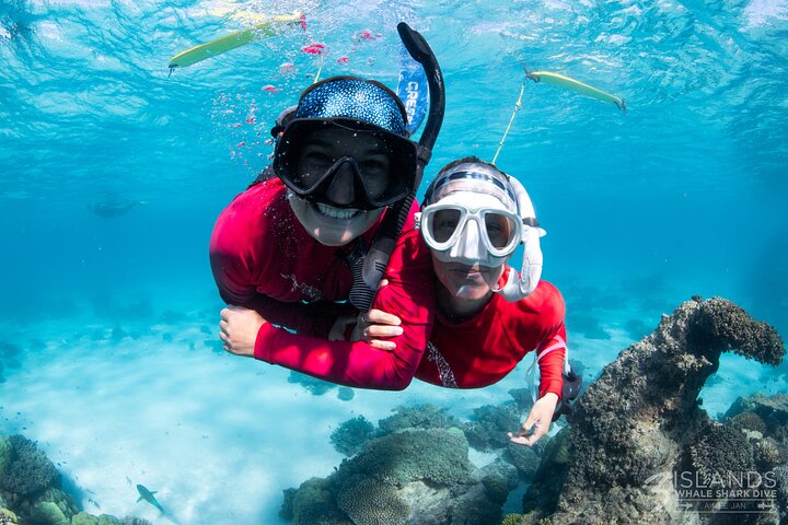 7 Hours Off Peak Whale Shark And Ningaloo Reef Tour In Exmouth