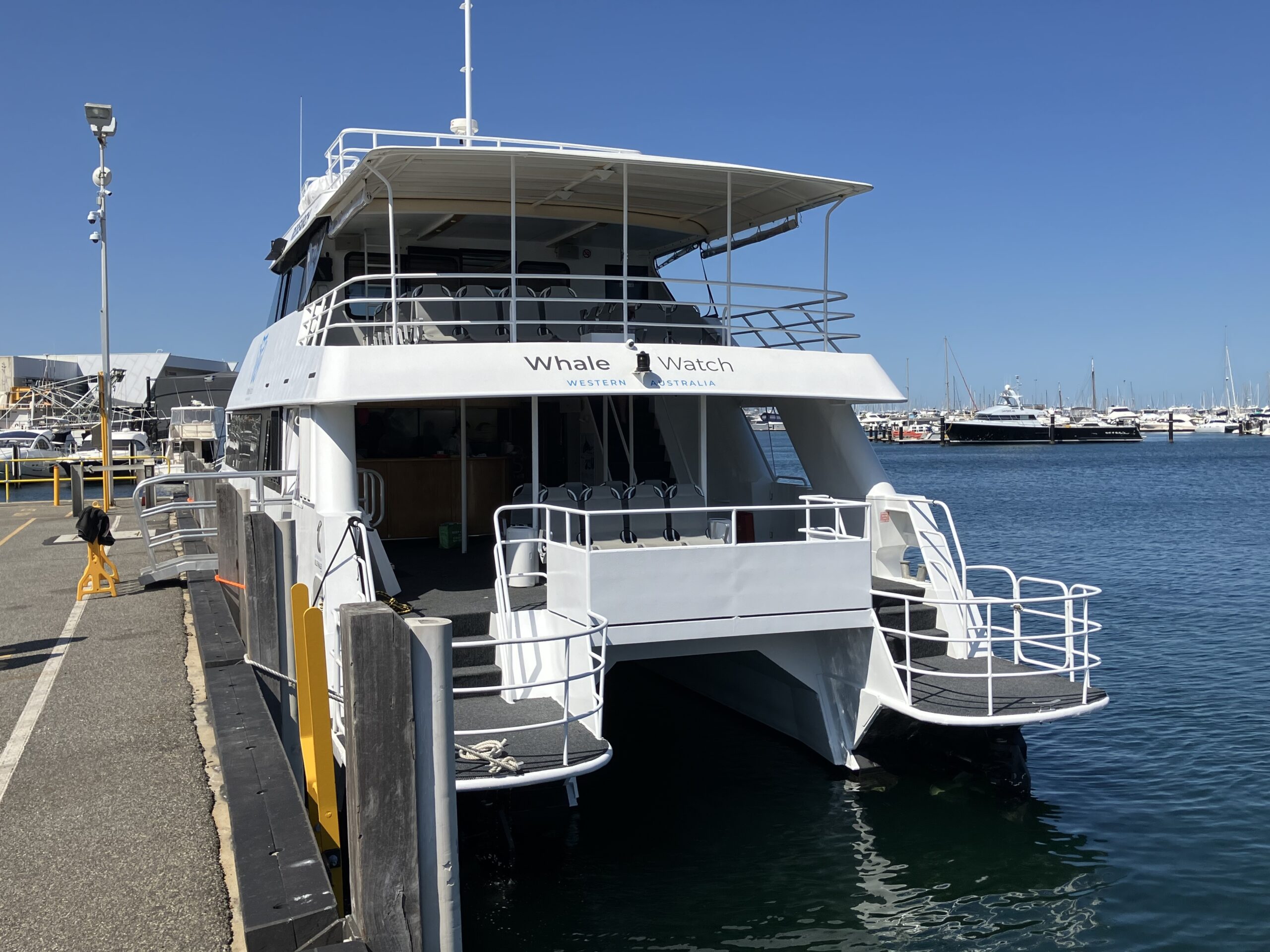 Whale Watch Perth