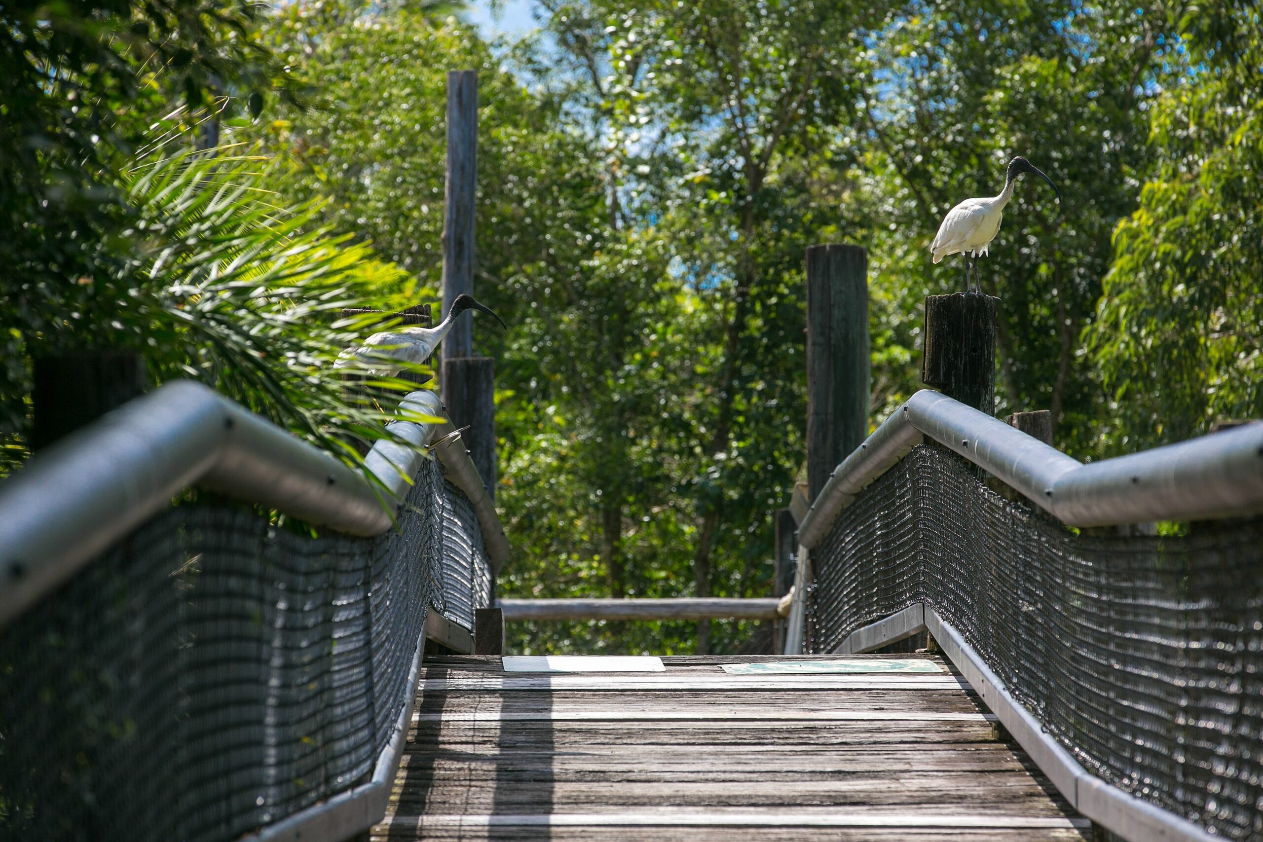 Daintree Wild Zoo & Bed and Breakfast