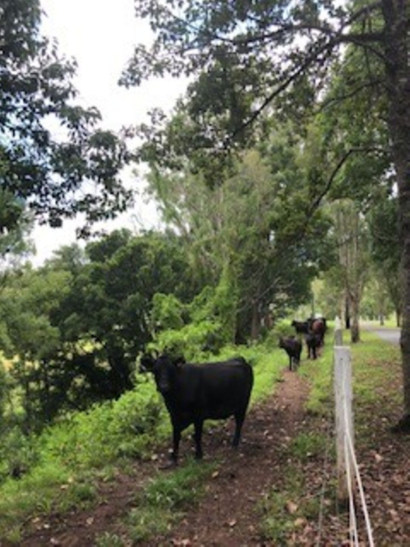 Nimbin Rocks Retreat