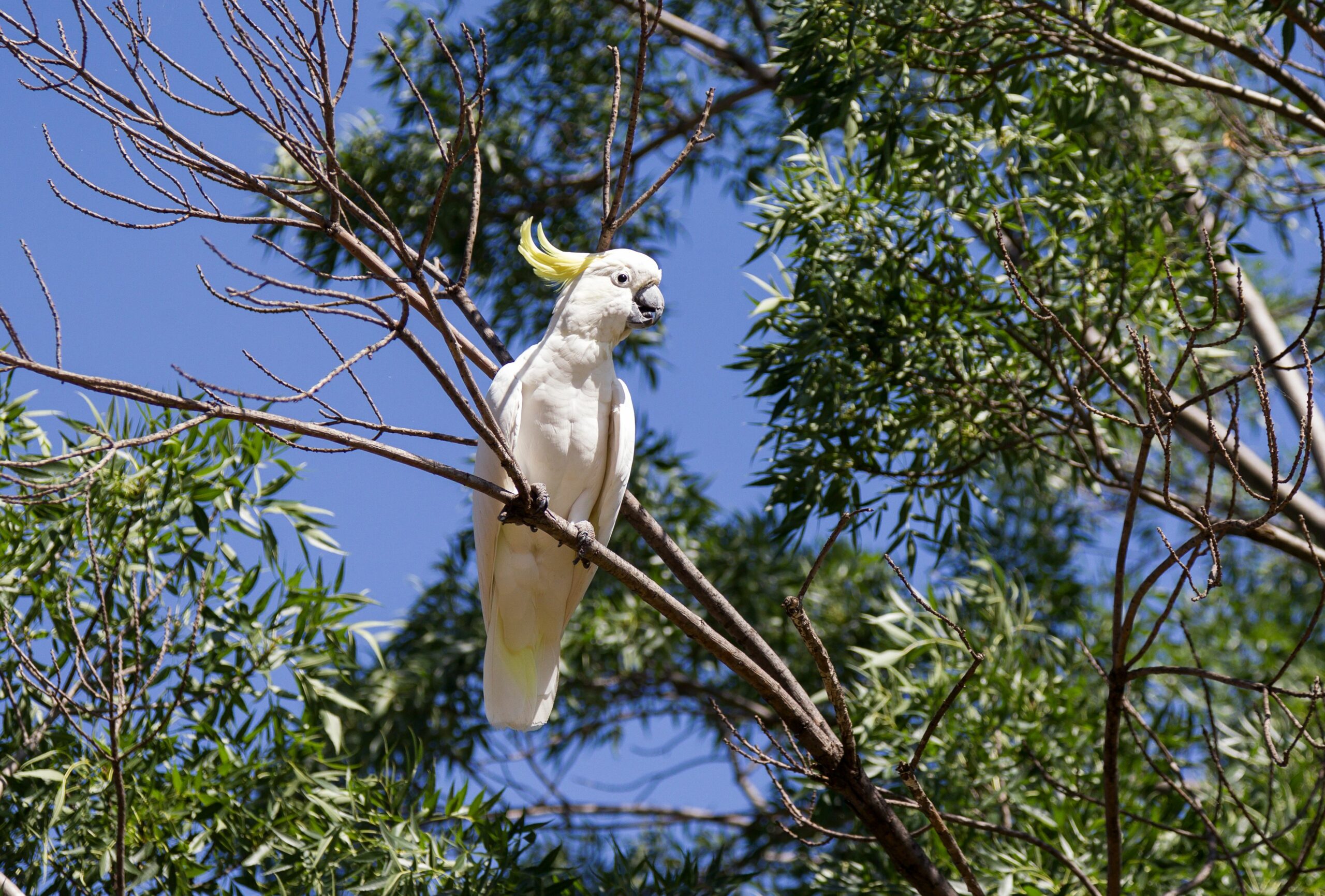 NRMA Dubbo Holiday Park