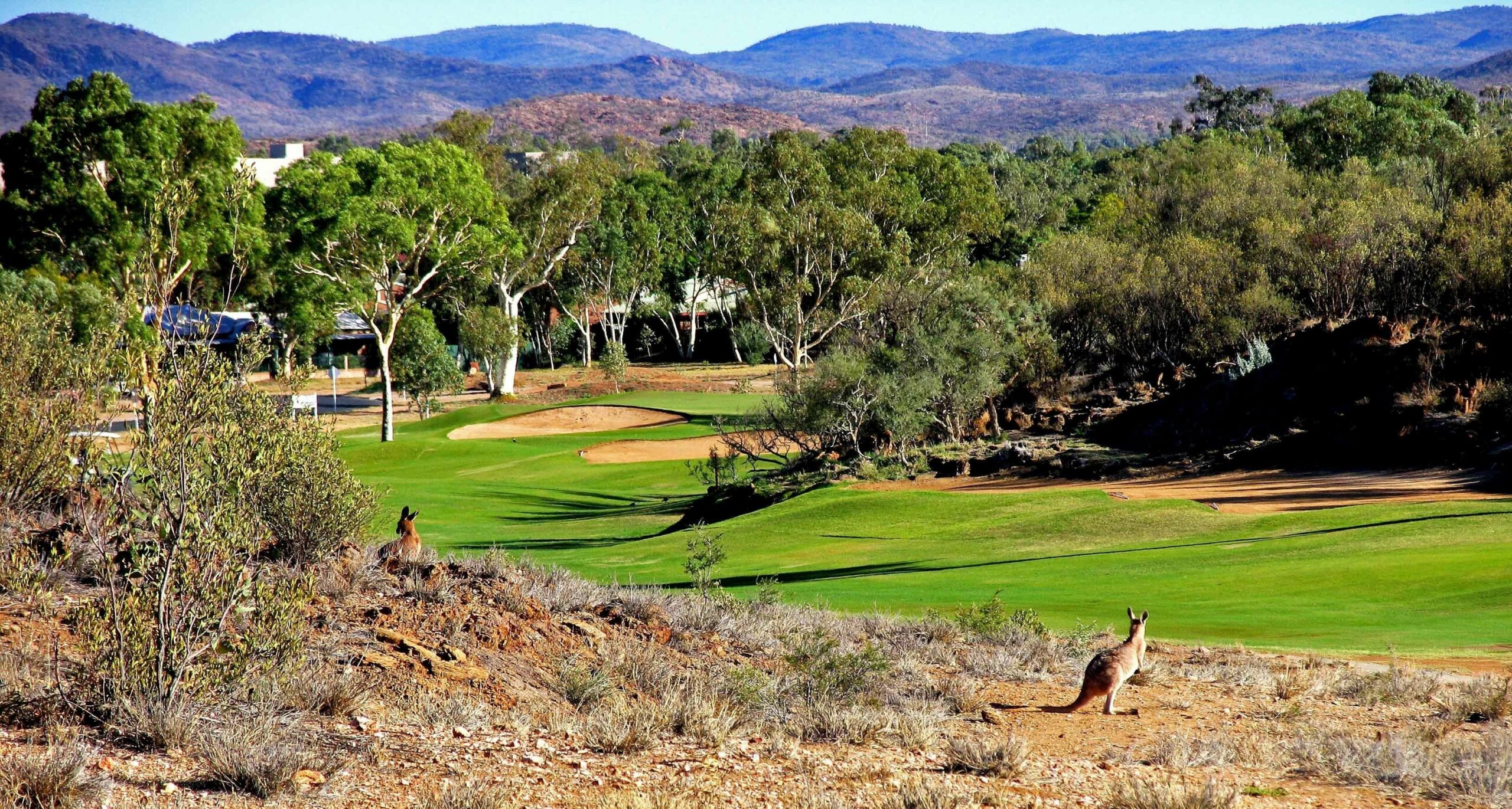 Desert Palms Alice Springs