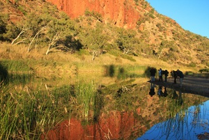 Alice Springs to Uluru via MacDonnell Ranges Kings Canyon Palm Valley Tours 3 Days