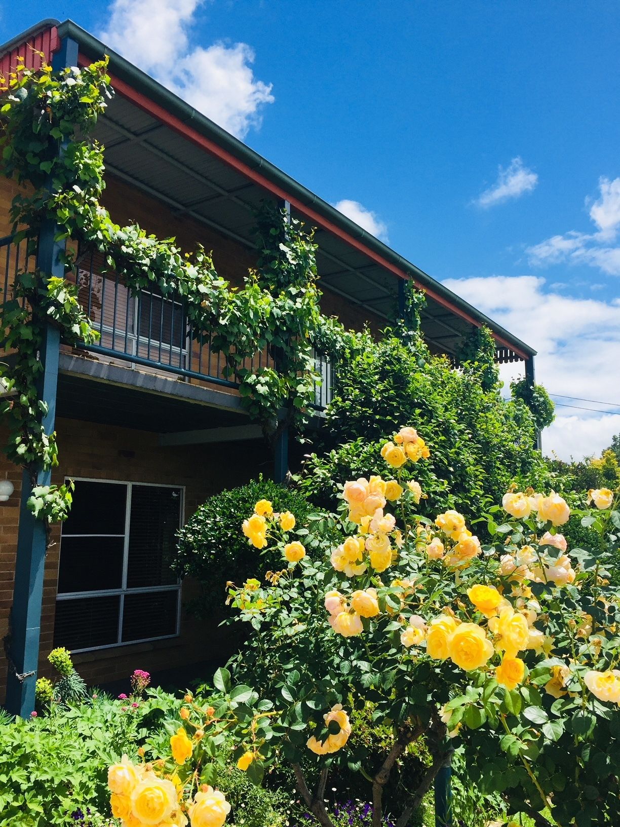 The Vines Motel and Cottages