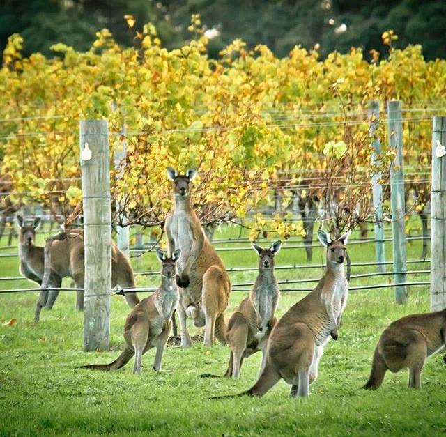 Private Charter  - Build Your Own Wine Tour (one day Margaret River Experience)