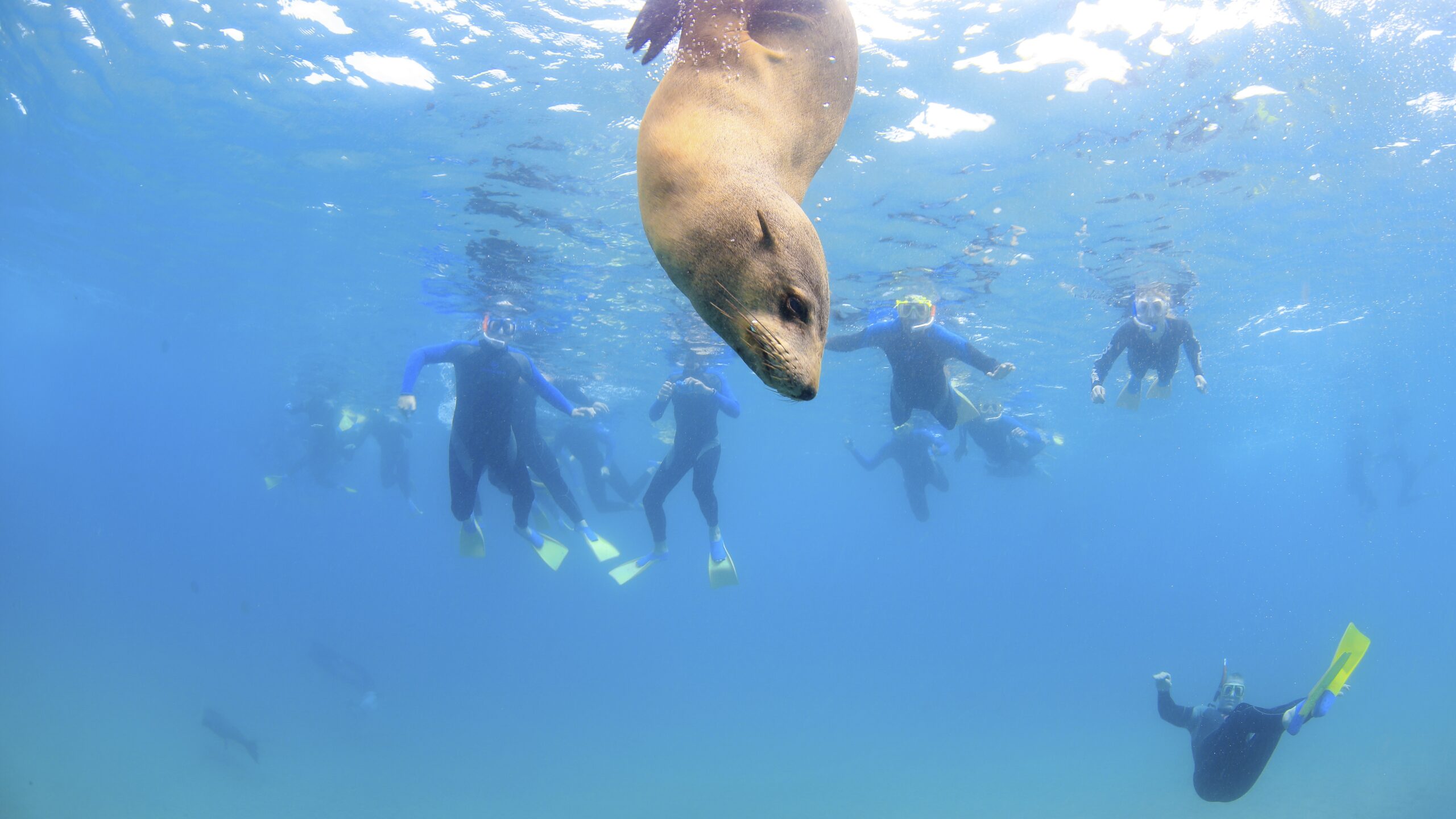 Breakfast or Lunch snorkel with the Seals