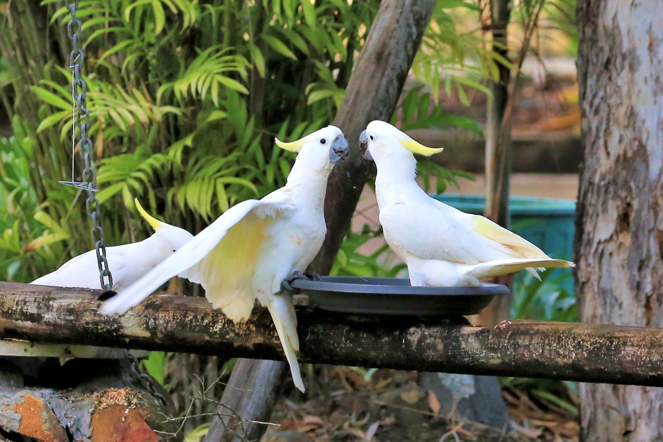 Big4 Whitsundays Tropical Eco Resort