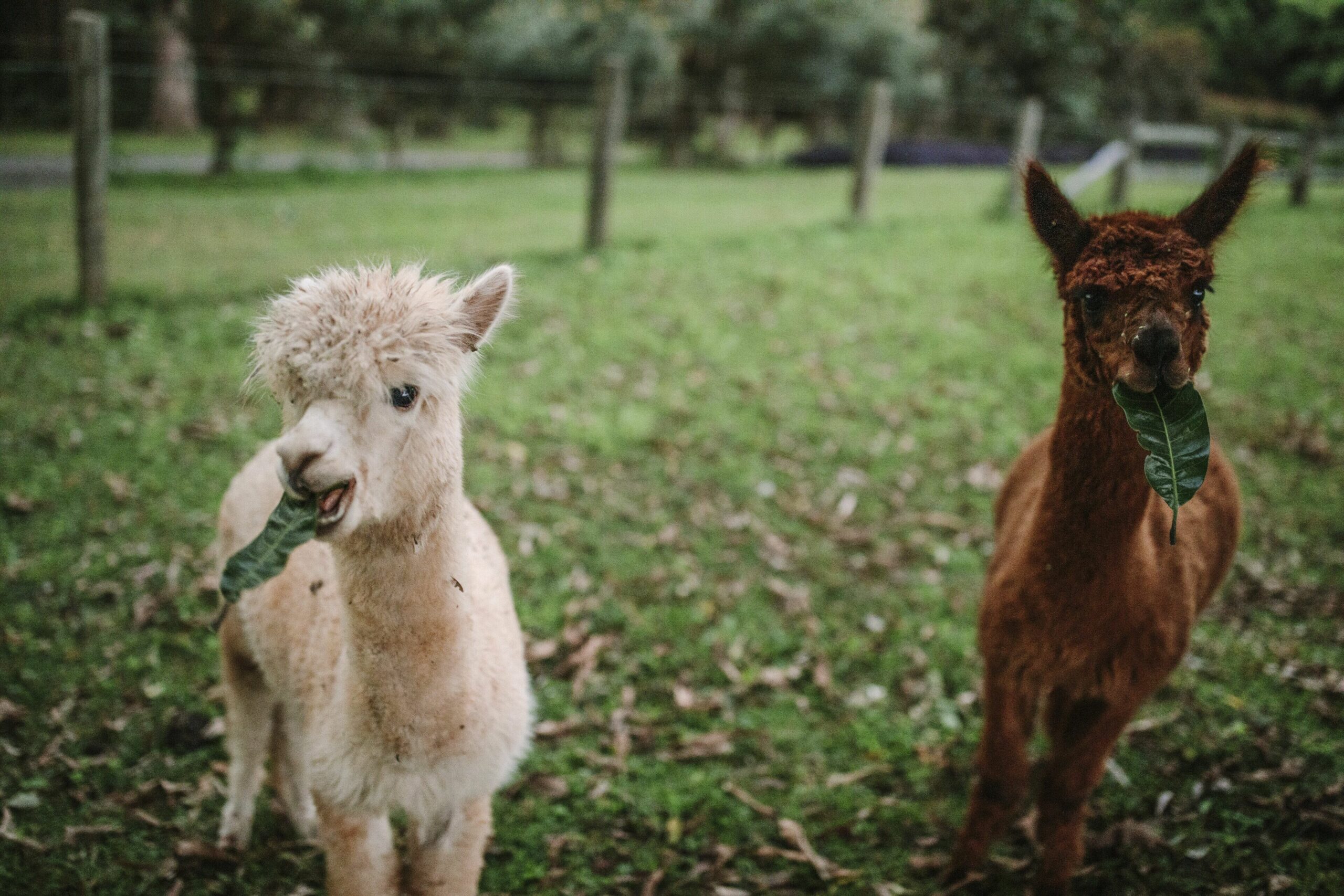 Mango Hill Farm