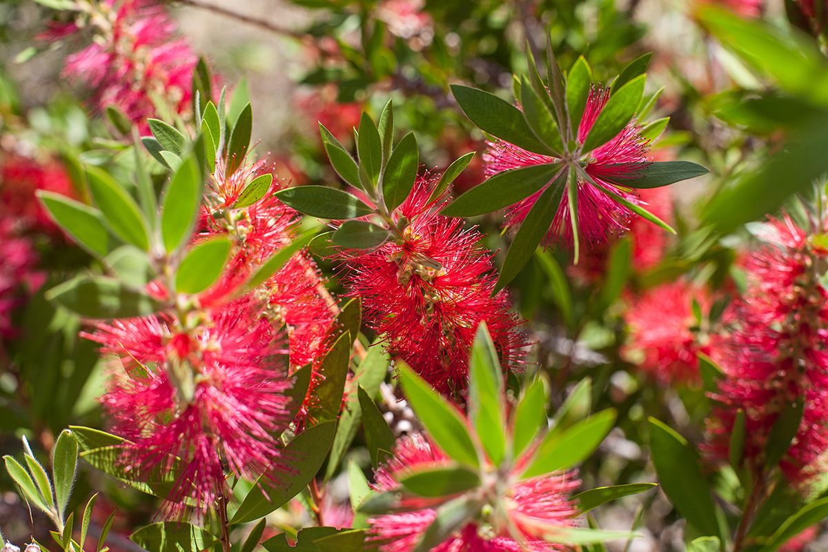 Banksia Tourist Park