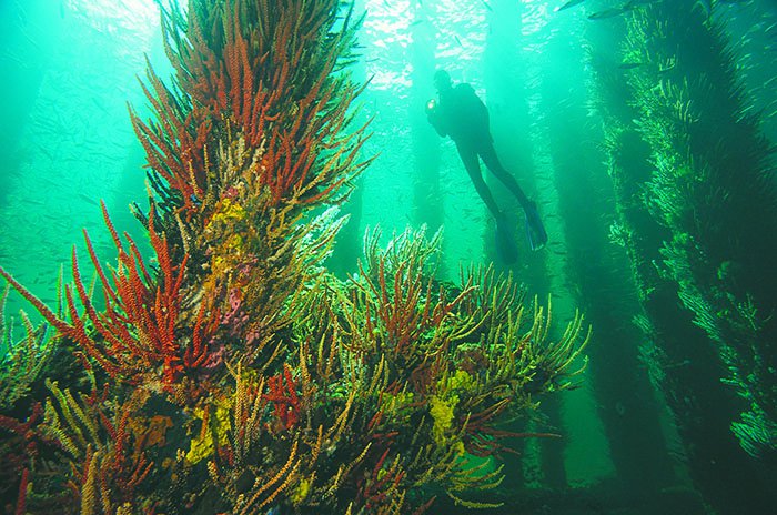 Busselton Jetty, Train Ride & Dolphin Discovery