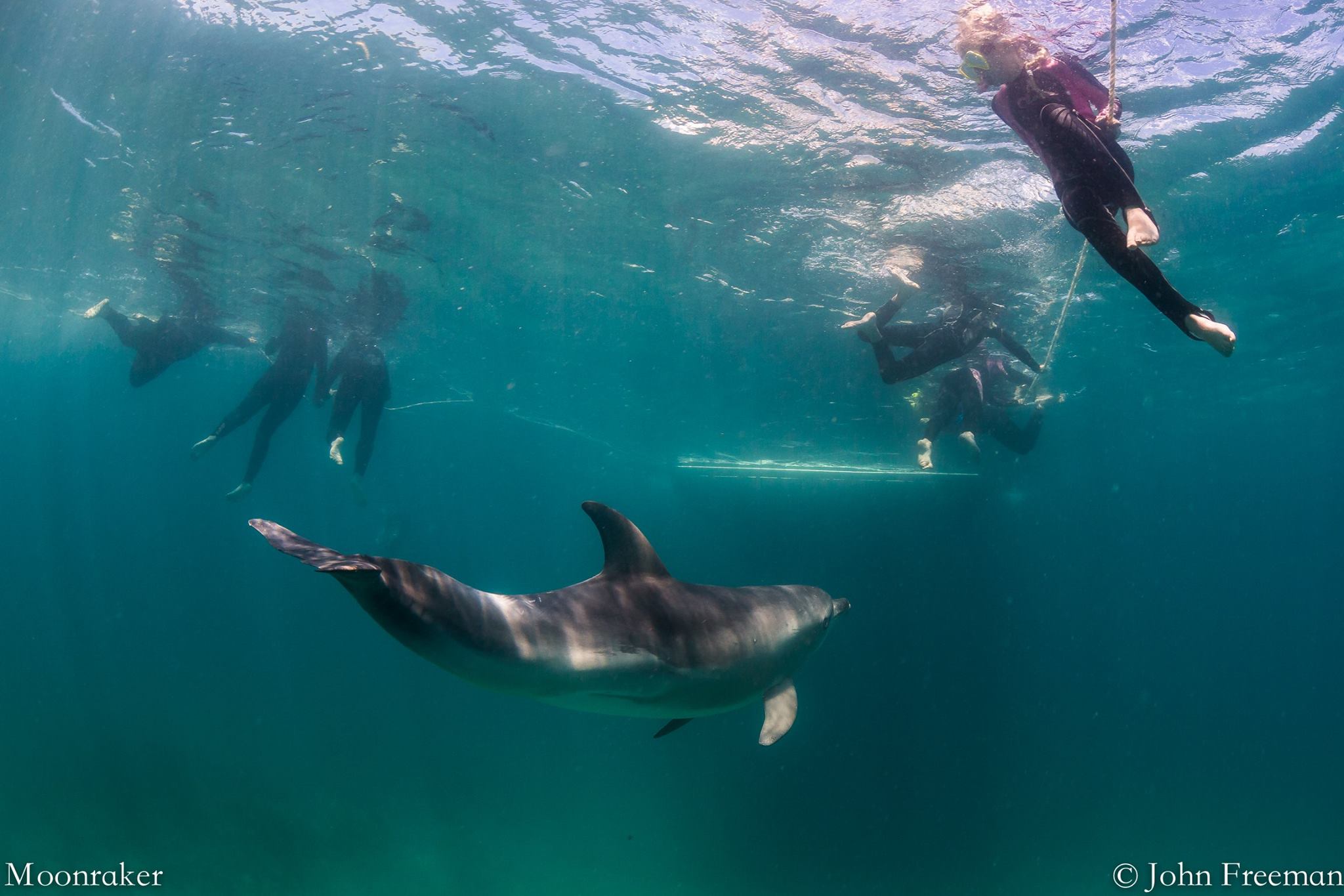 3 hour Dolphin and Seal Swim (NOV-APR)