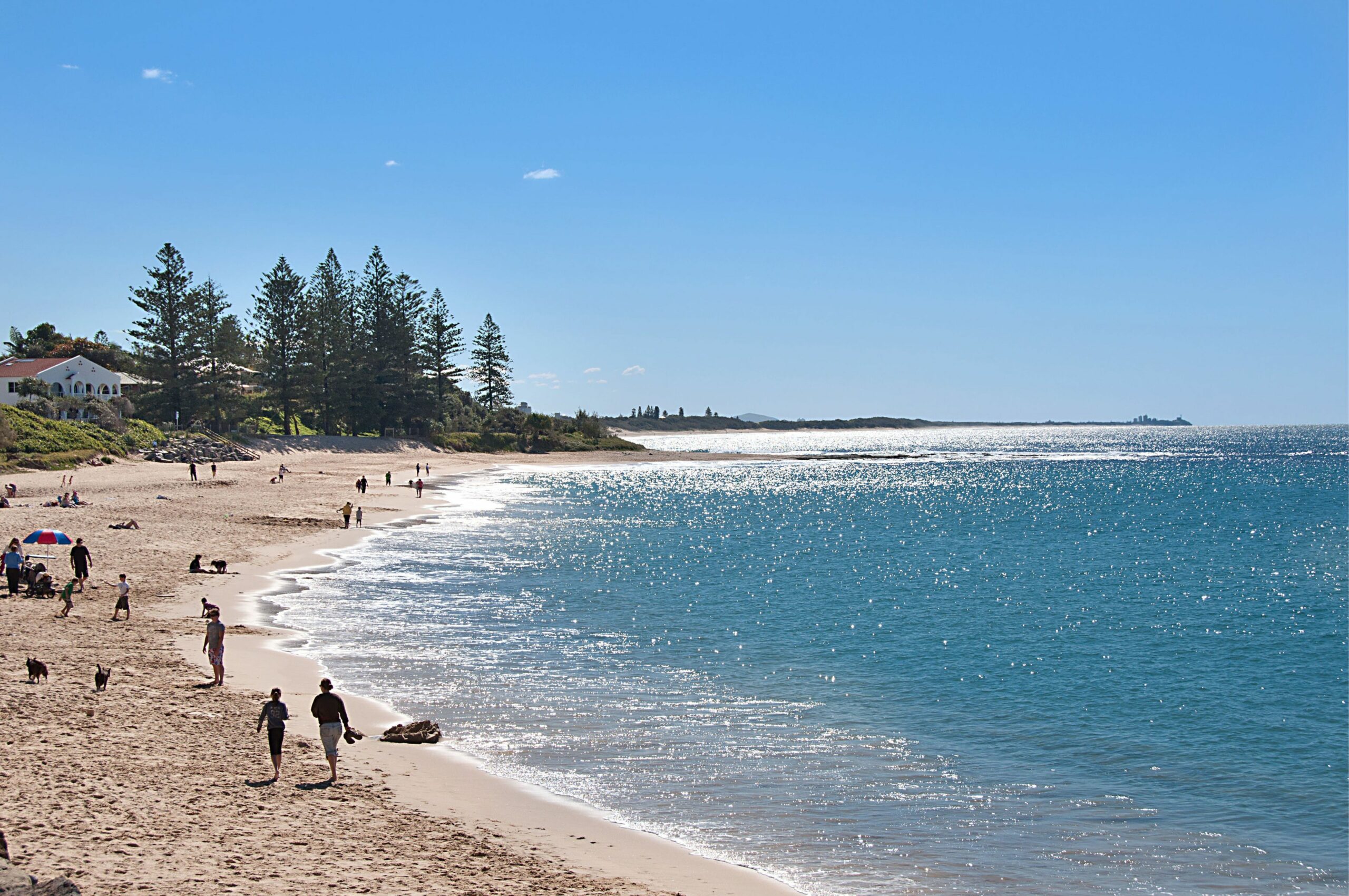 Norfolks on Moffat Beach