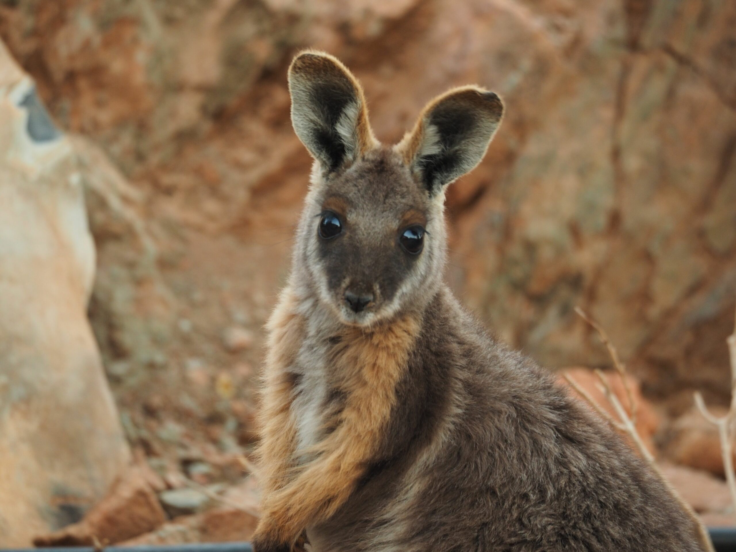 Arkaroola Wilderness Sanctuary