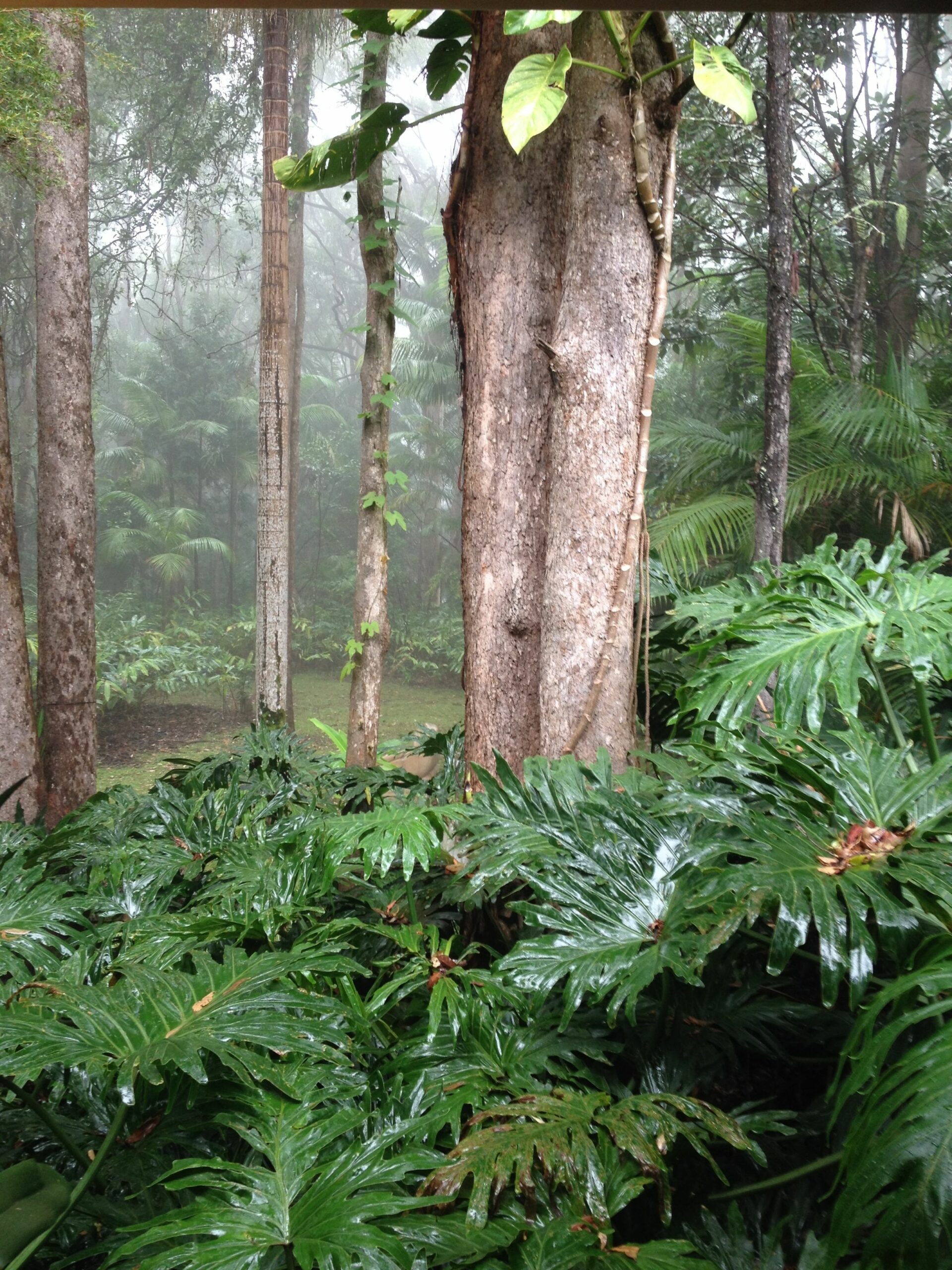 Songbirds Rainforest Retreat