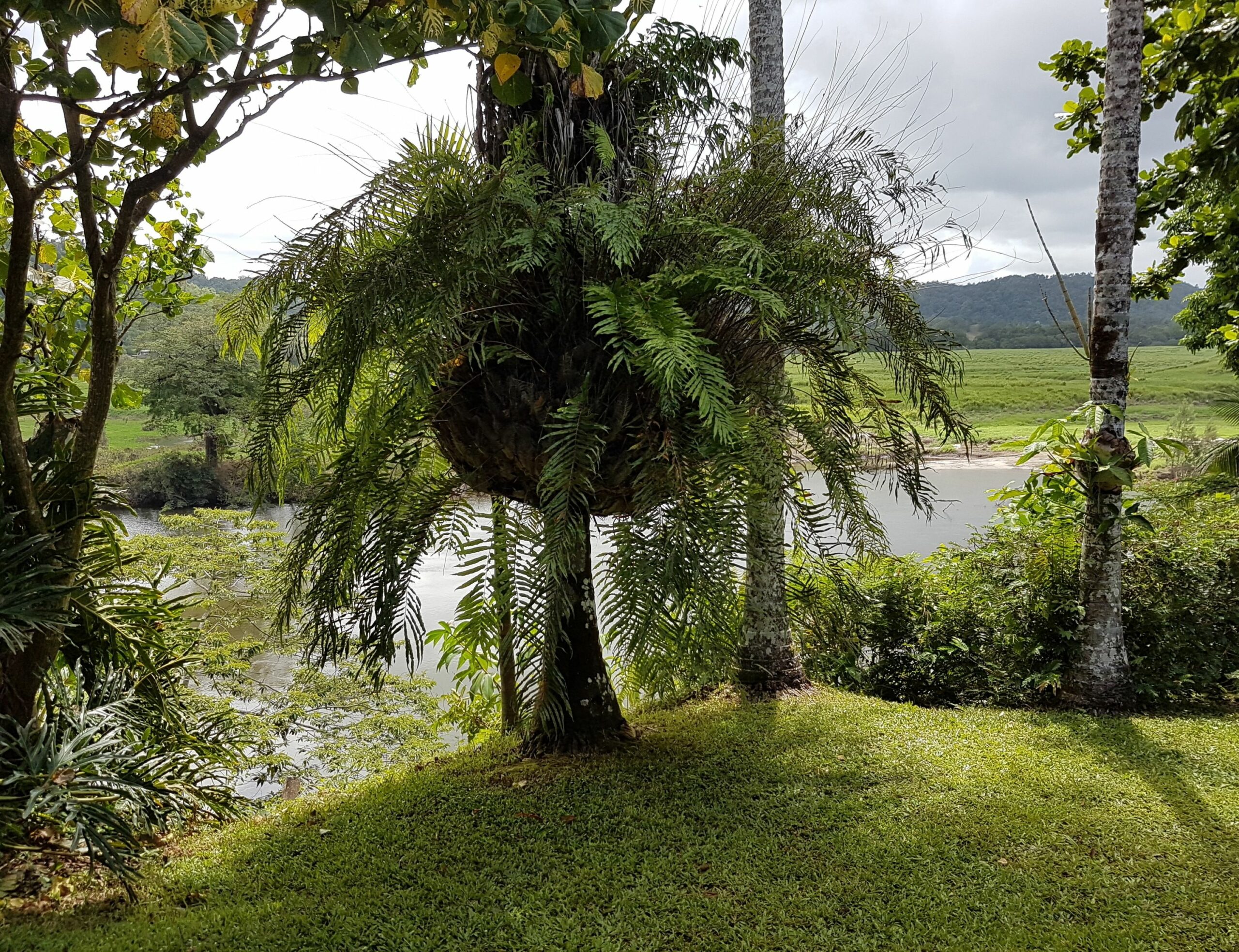 Daintree Village Bed and Breakfast