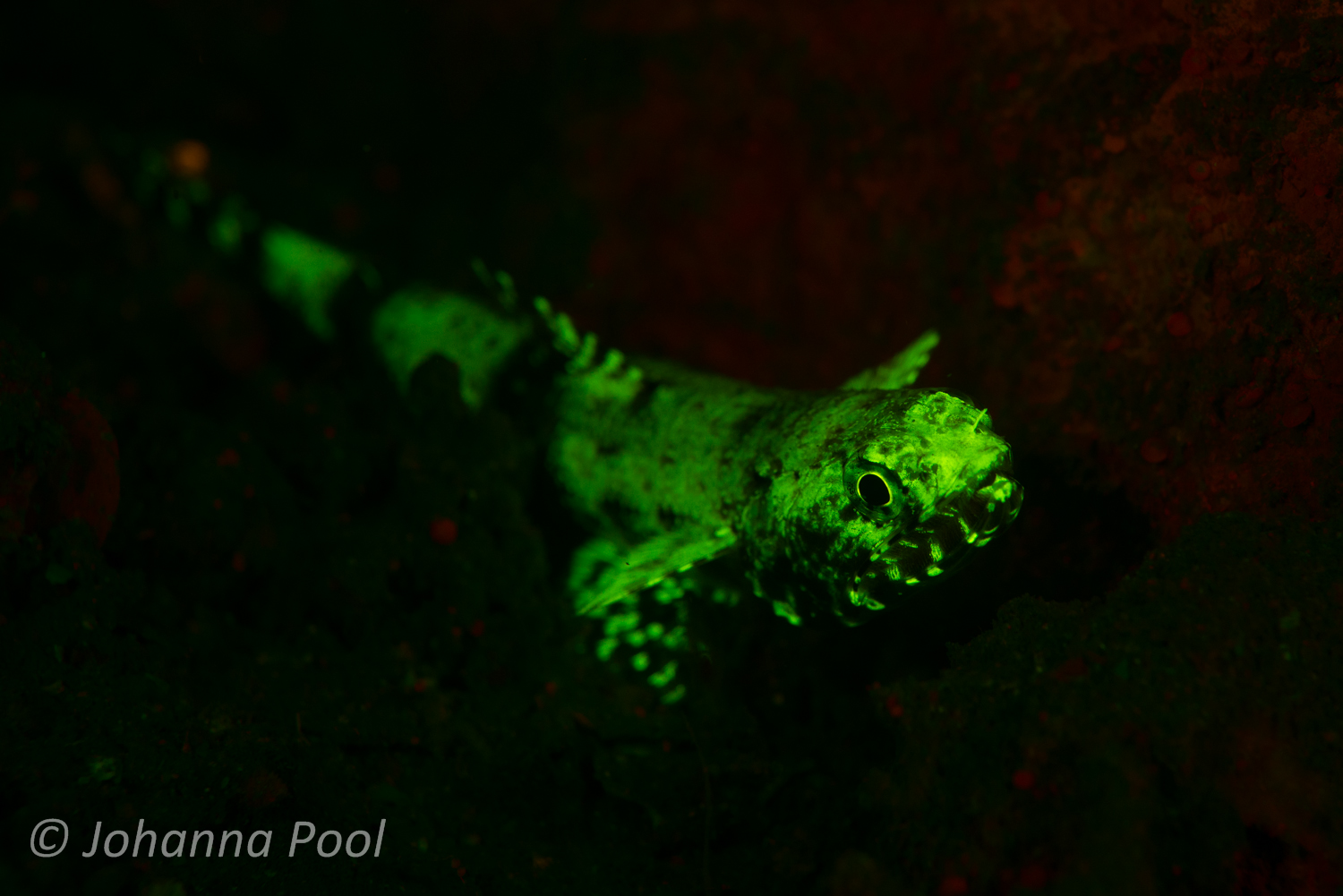 Discover Fluoro Diving