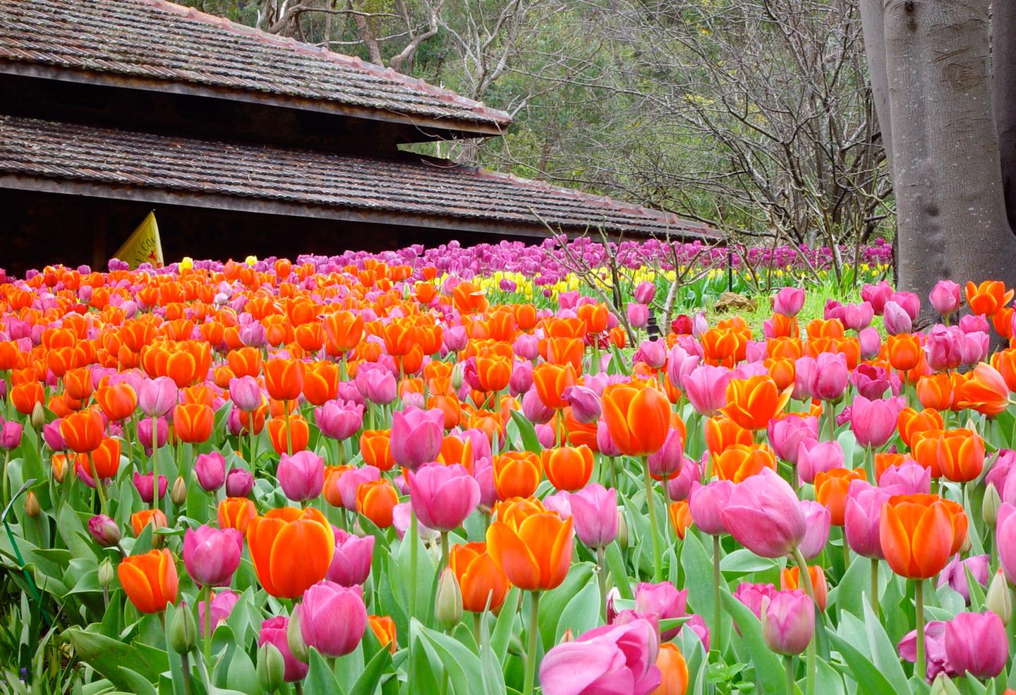 BOTANICAL DAY TOUR FOR A COUPLE