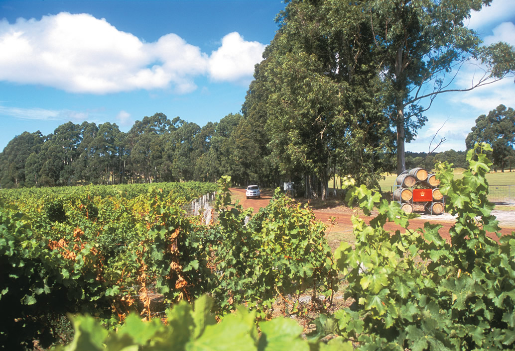 Swan Valley, Wildlife Park, Winery & Fruit Orchard