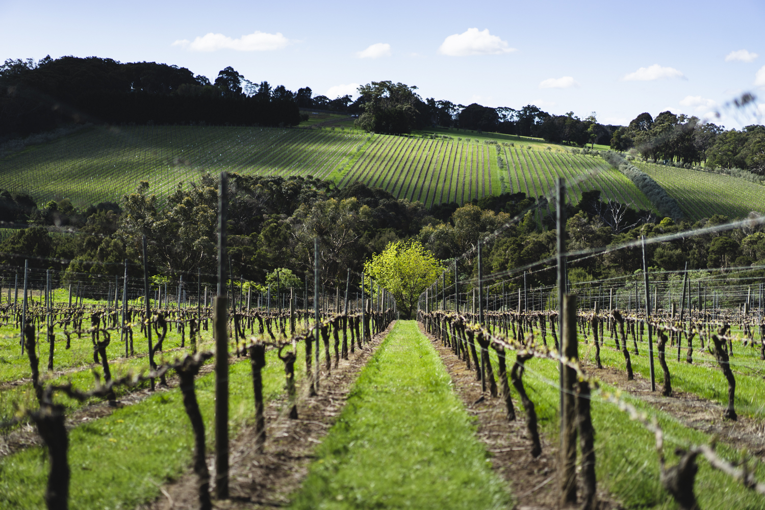 Behind the Scenes Winery Tour