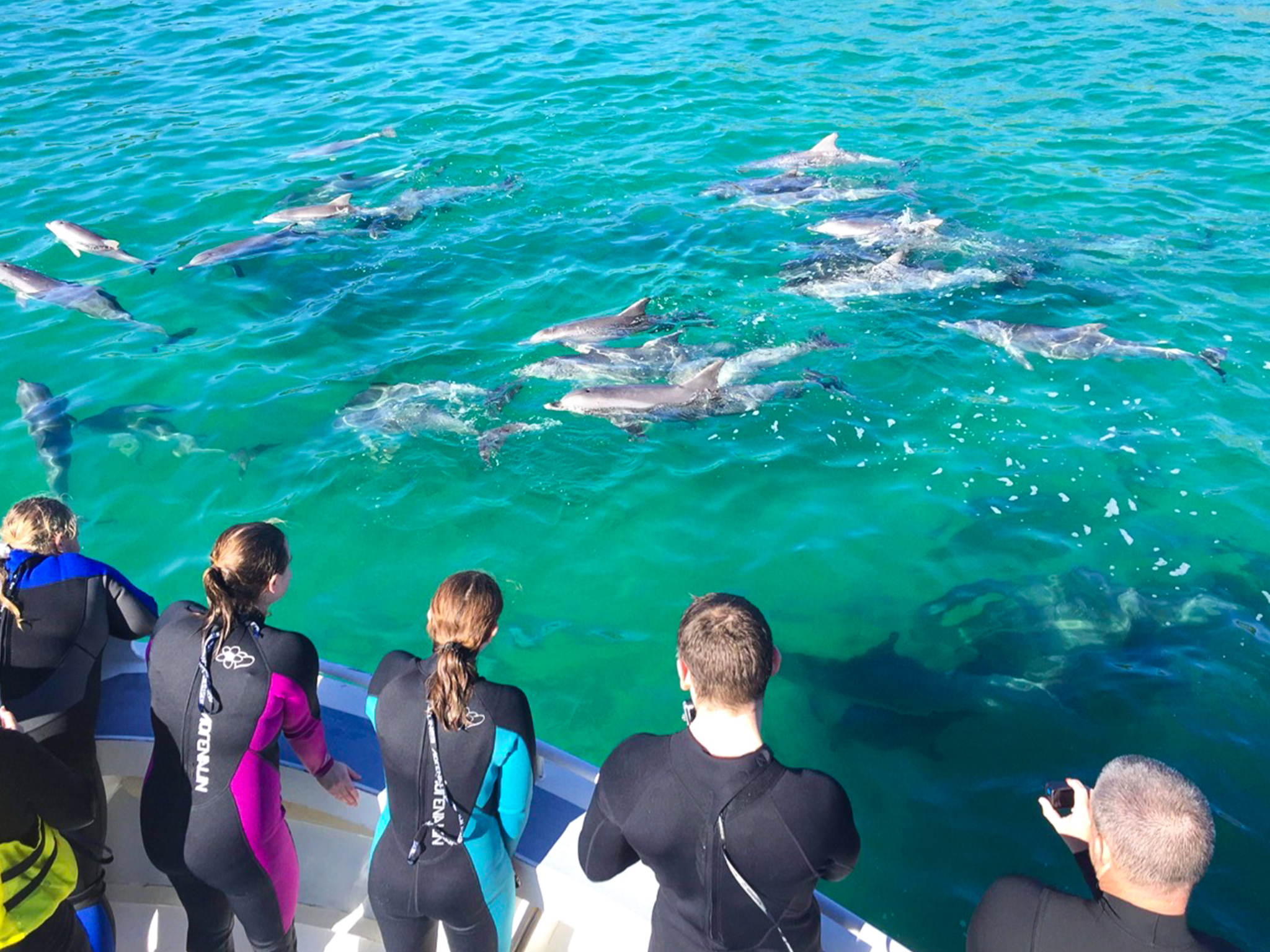 Kangaroo Island Ocean Safari – 2 hour VIEW ONLY (snorkelling safari)