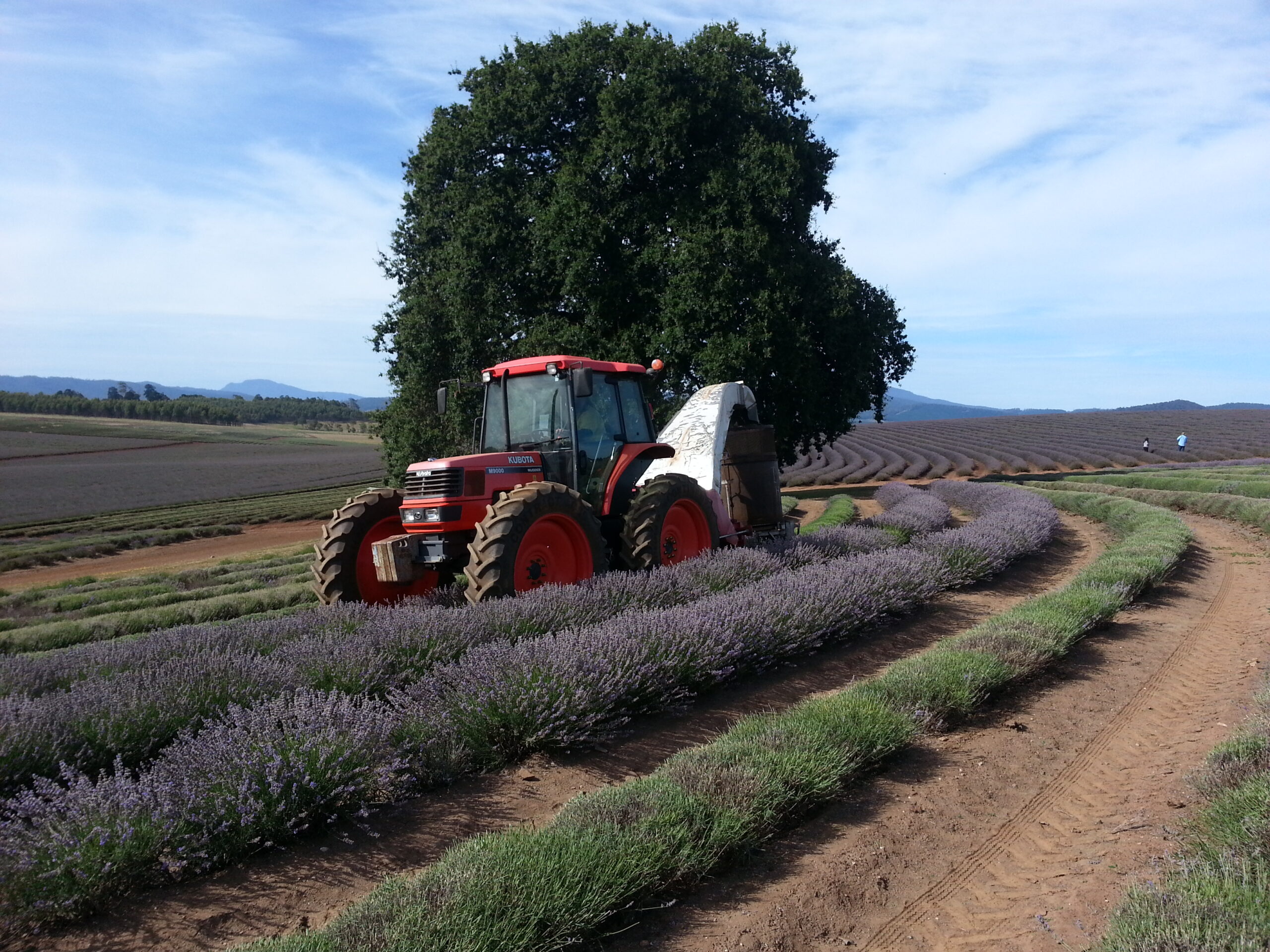 Bridestowe Lavender Farm shuttle