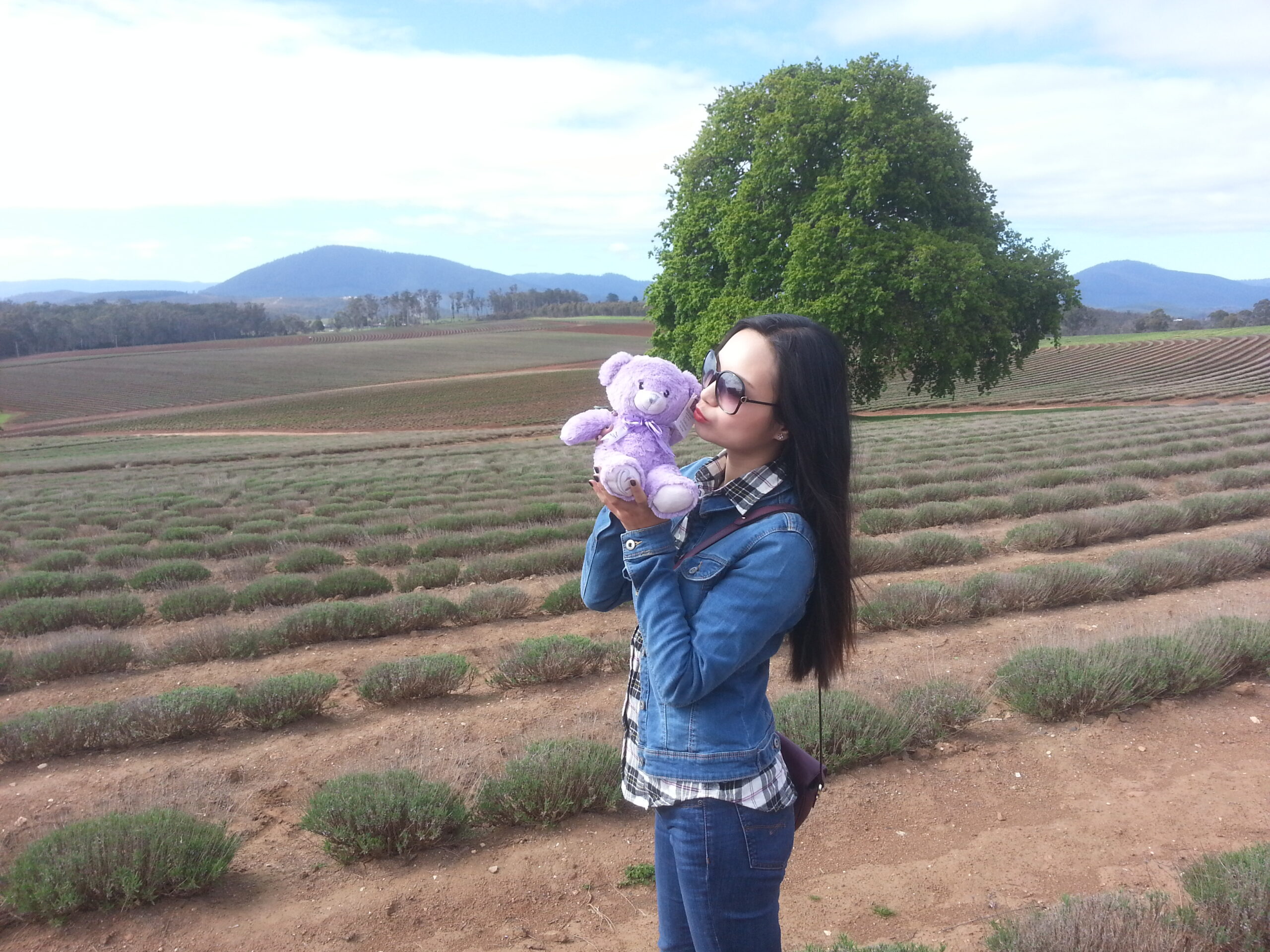 Bridestowe Lavender Farm shuttle