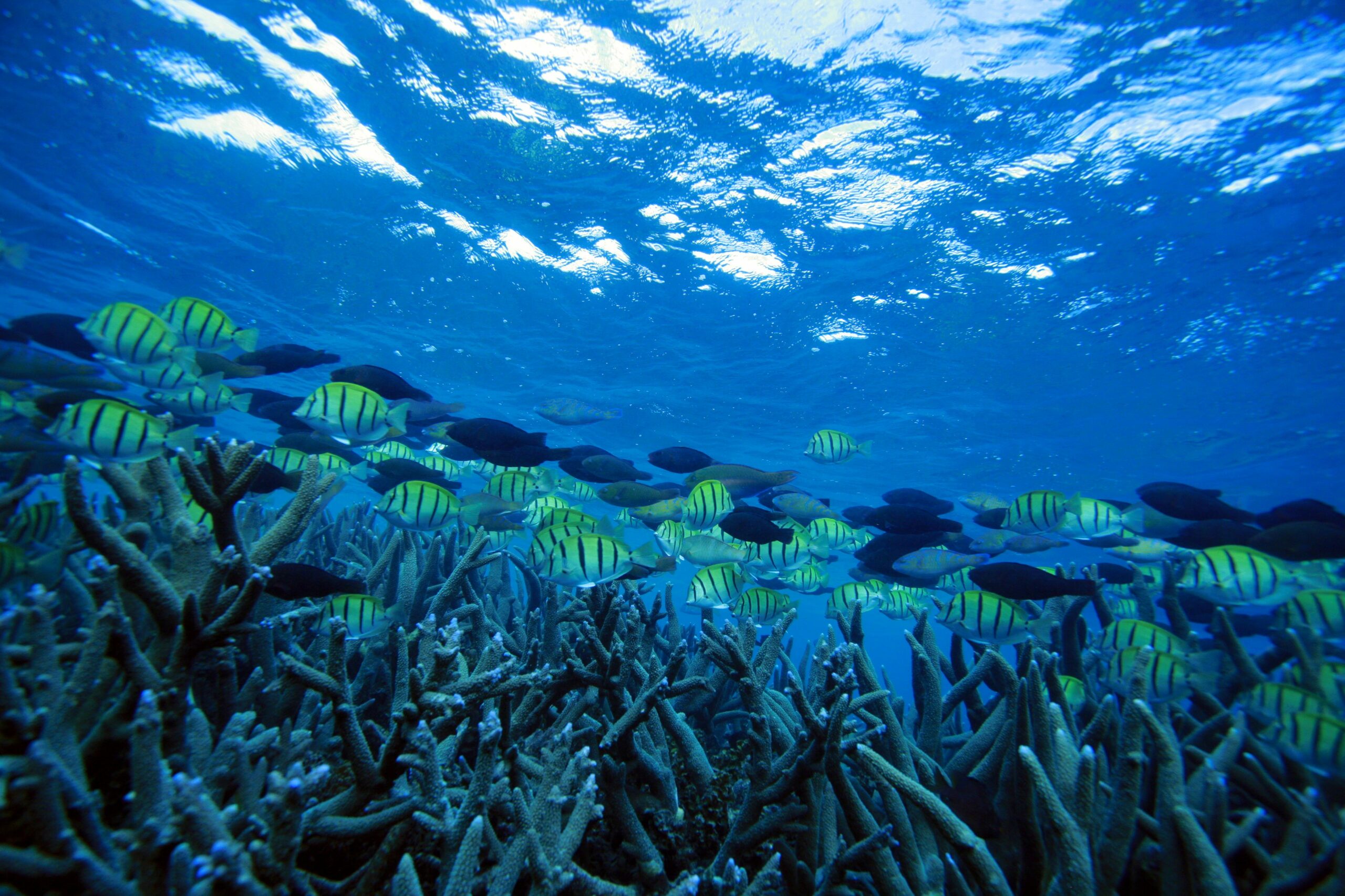 Mackerel Islands