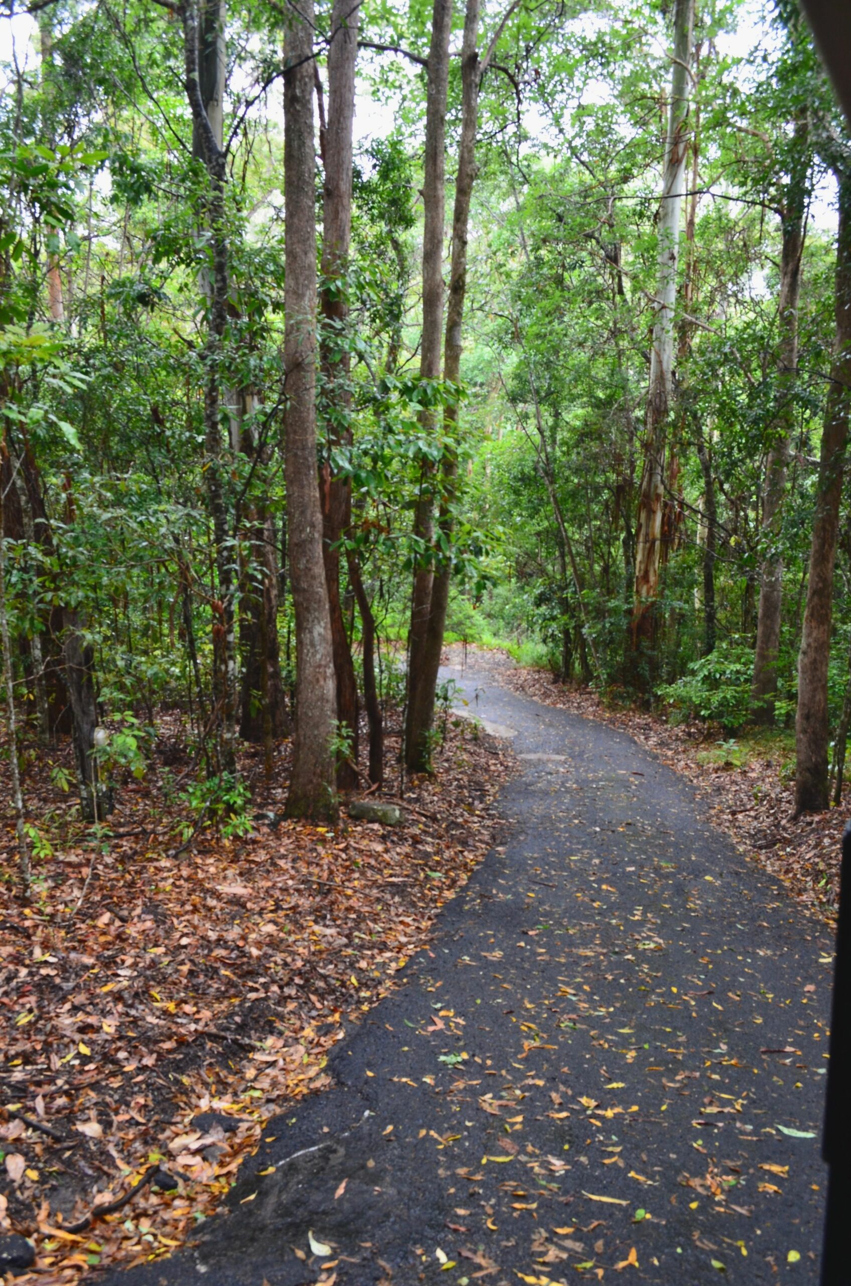 Kondalilla Eco Resort