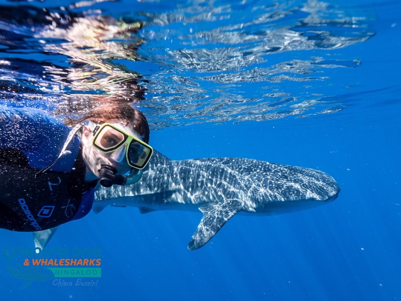Deluxe Whaleshark Swim Tour aboard MV JAZZ 2            (1 of 2 Boats available).