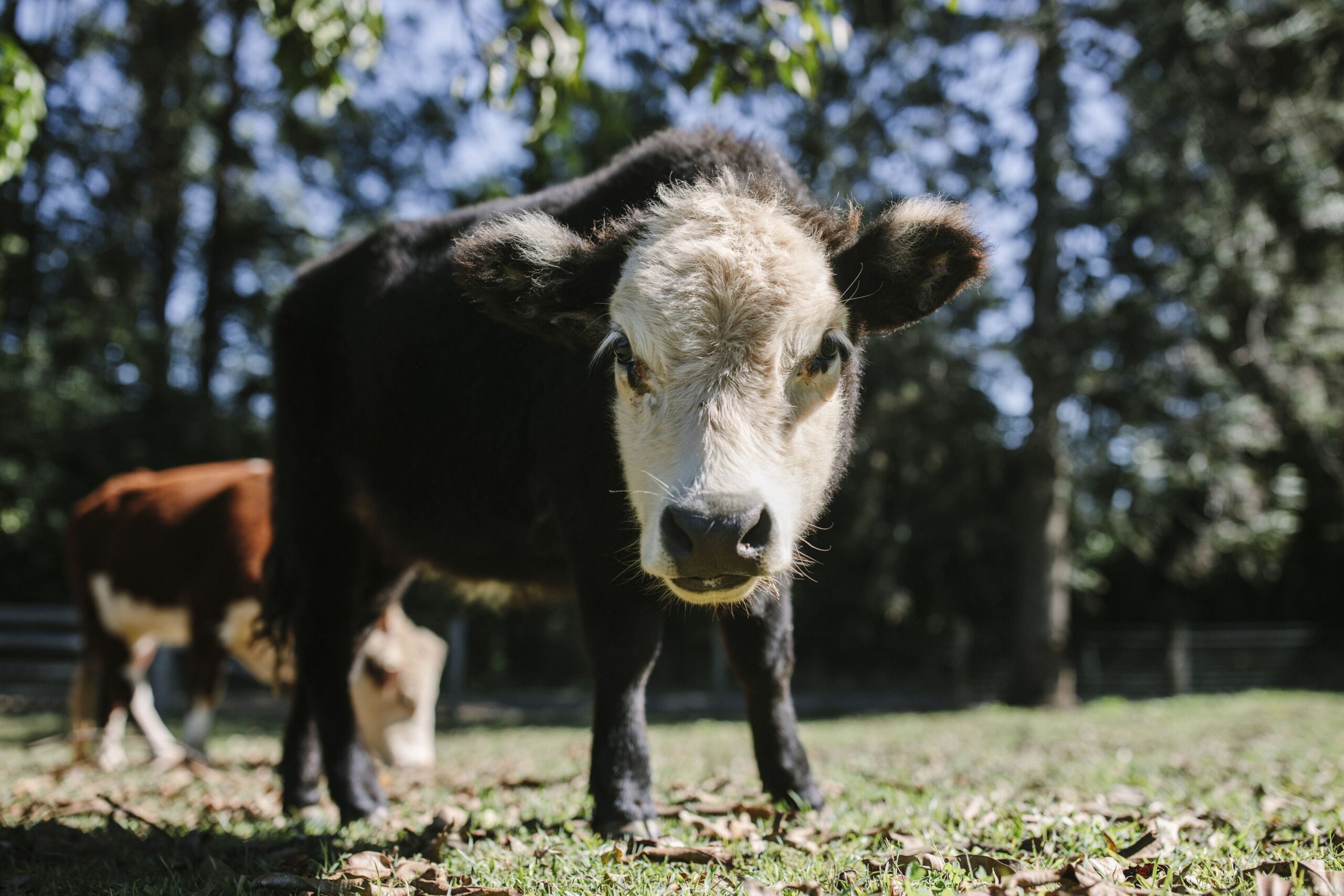 Mango Hill Farm