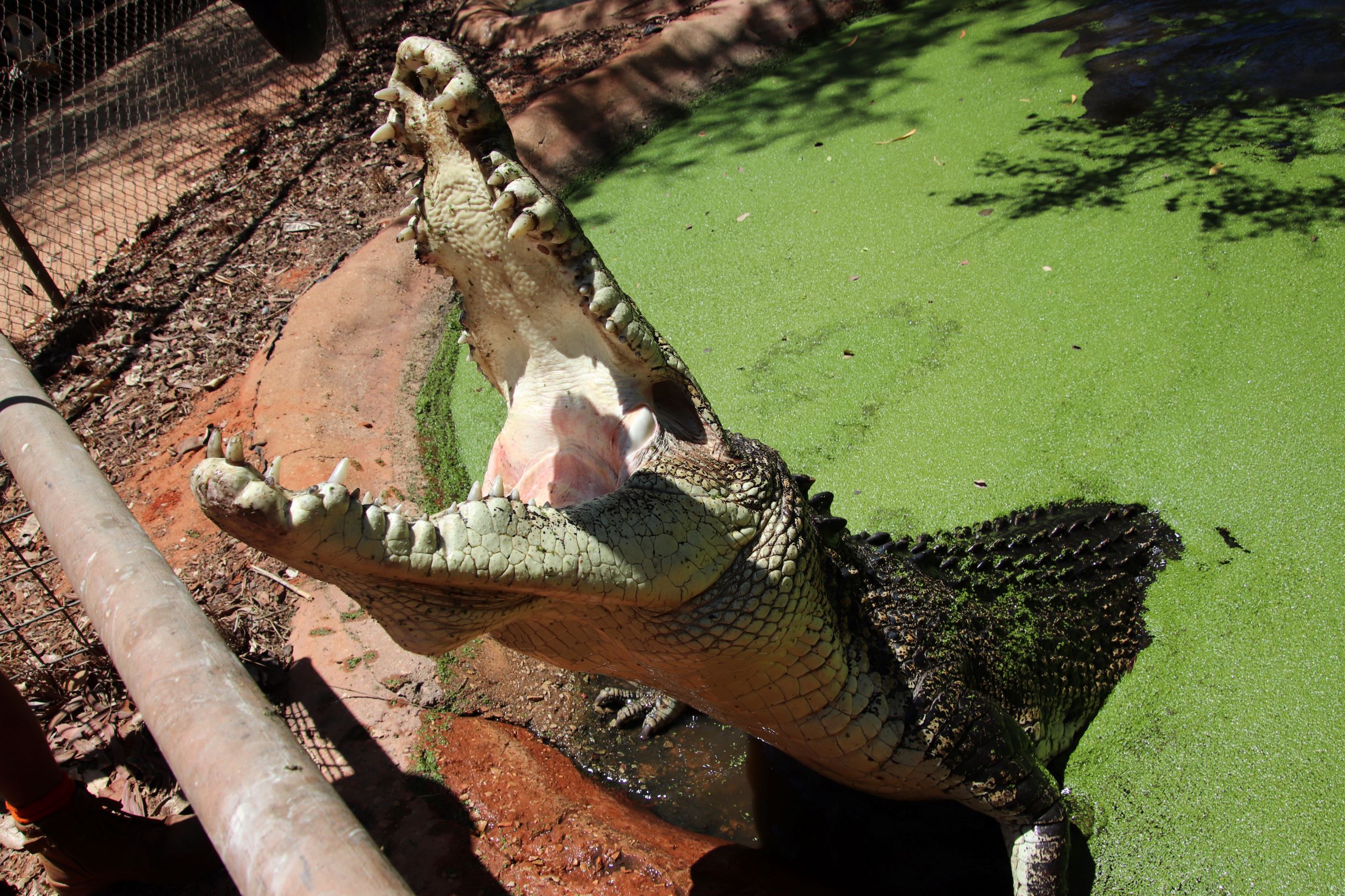 Jaws & Claws Adventure:  Malcolm Douglas Crocodile Park