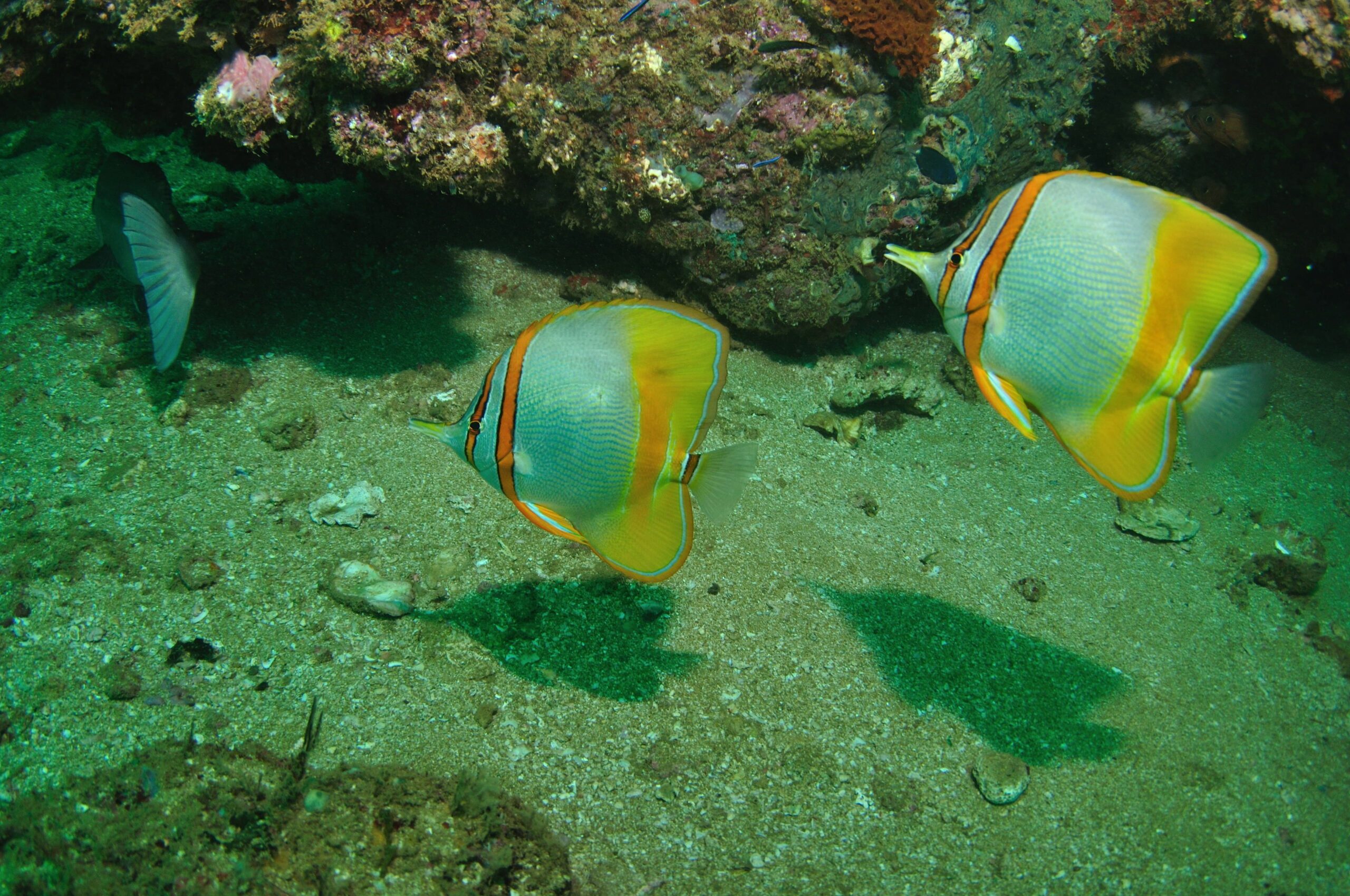 Mackerel Islands