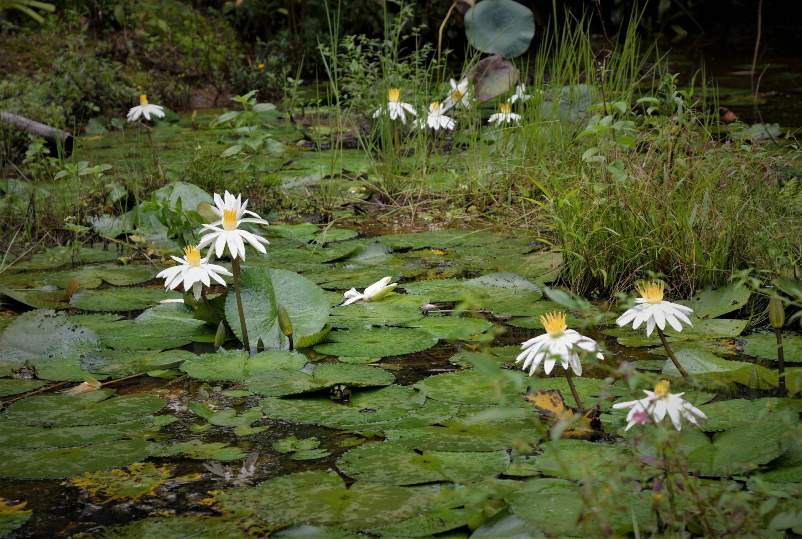 Mena Creek Flower House