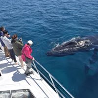 Busselton Whale Watching