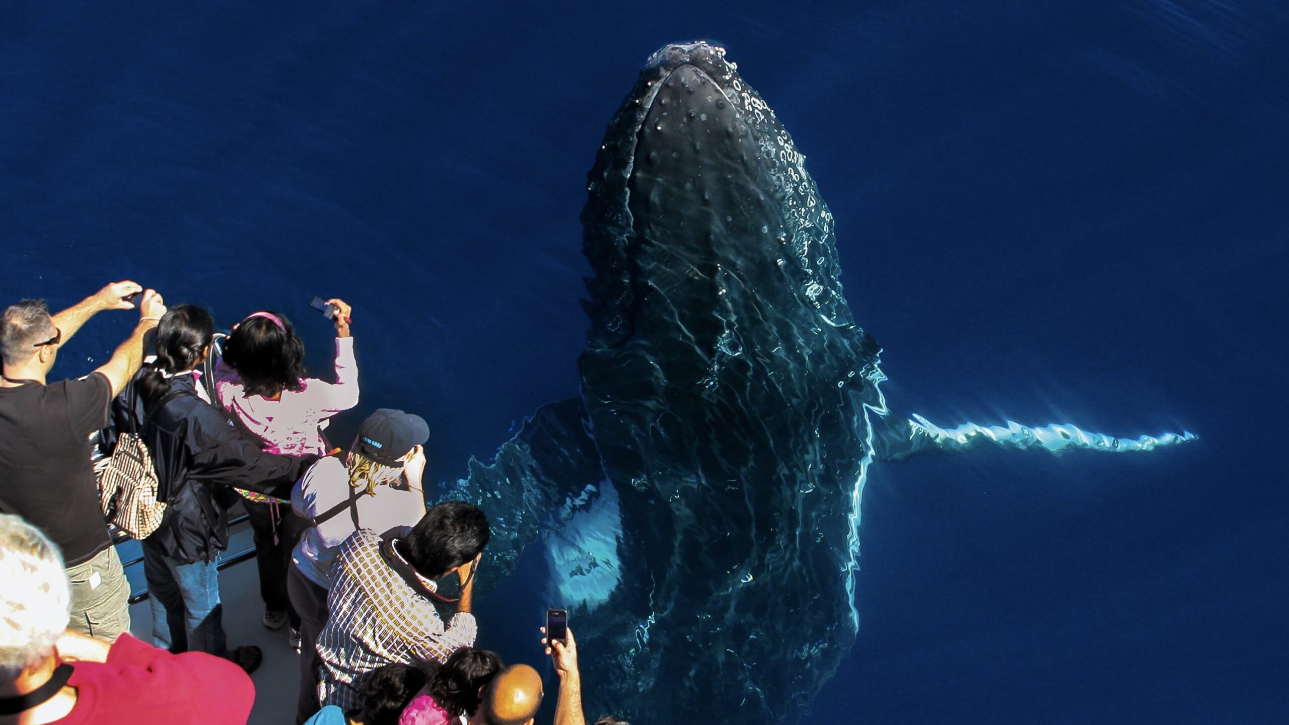 Sea World Whale Watch