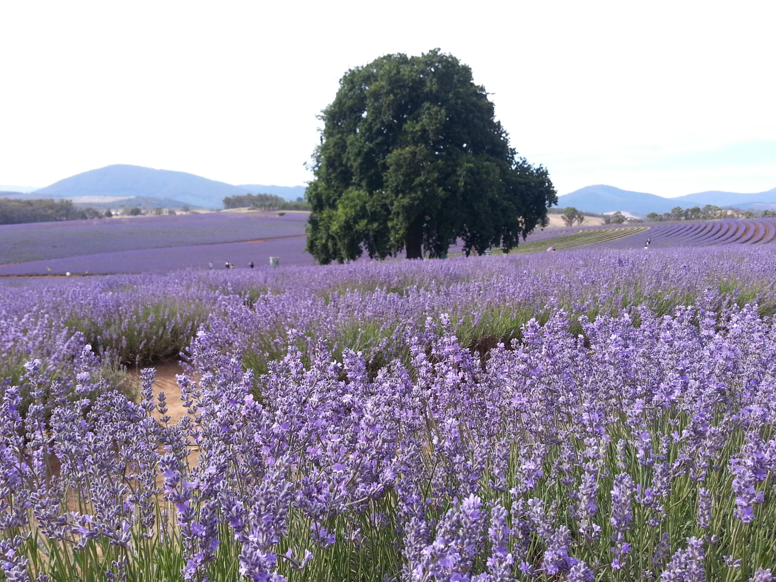 Bridestowe Lavender Farm shuttle