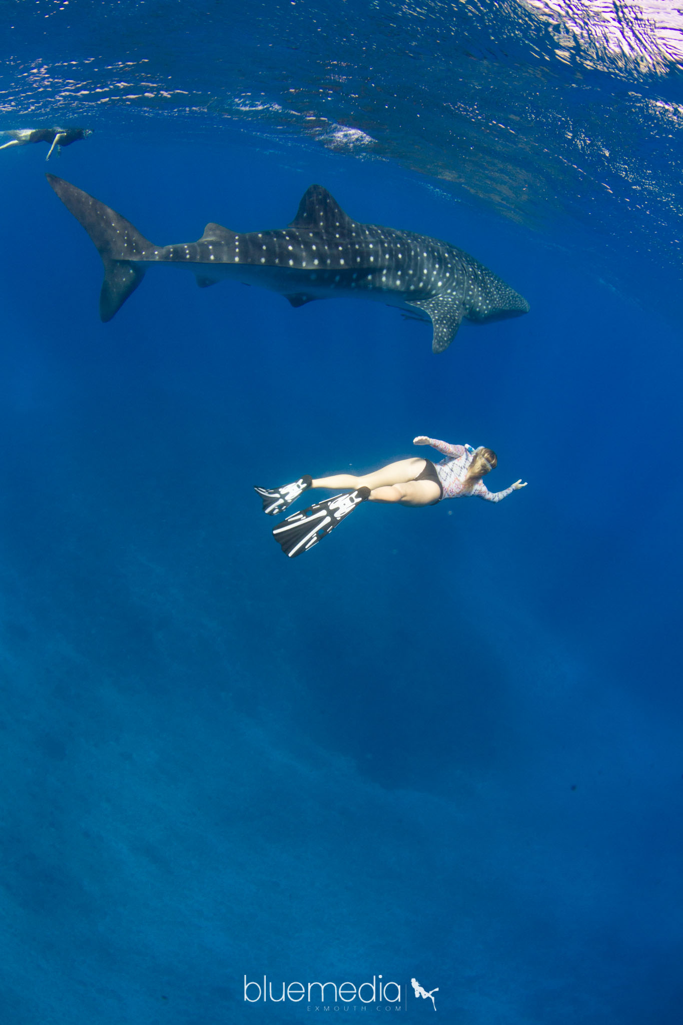 Whale Sharks & Whale Watching - Eco  Tours - 5th AUG - NOV - 2021