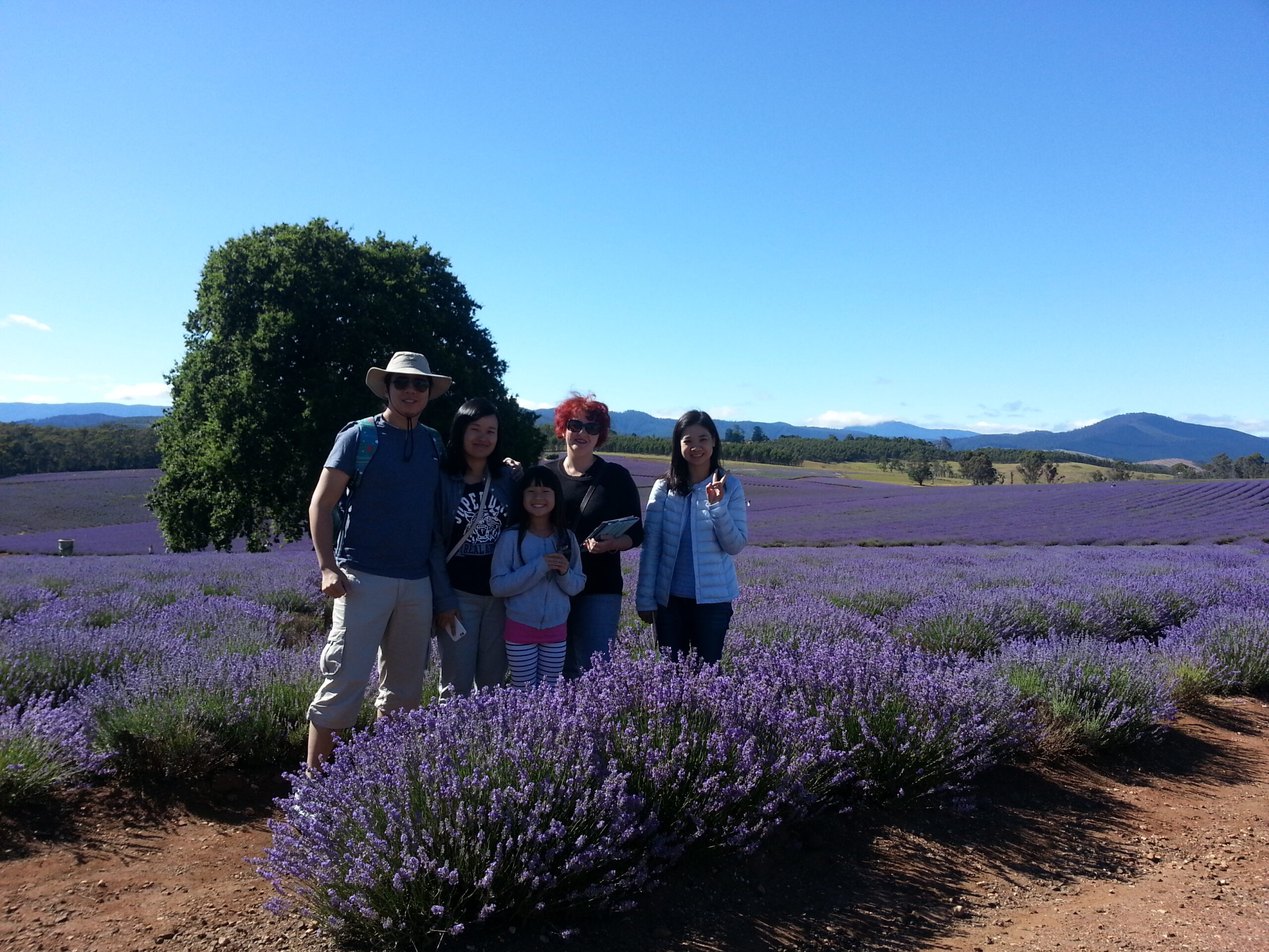 Bridestowe Lavender Farm shuttle