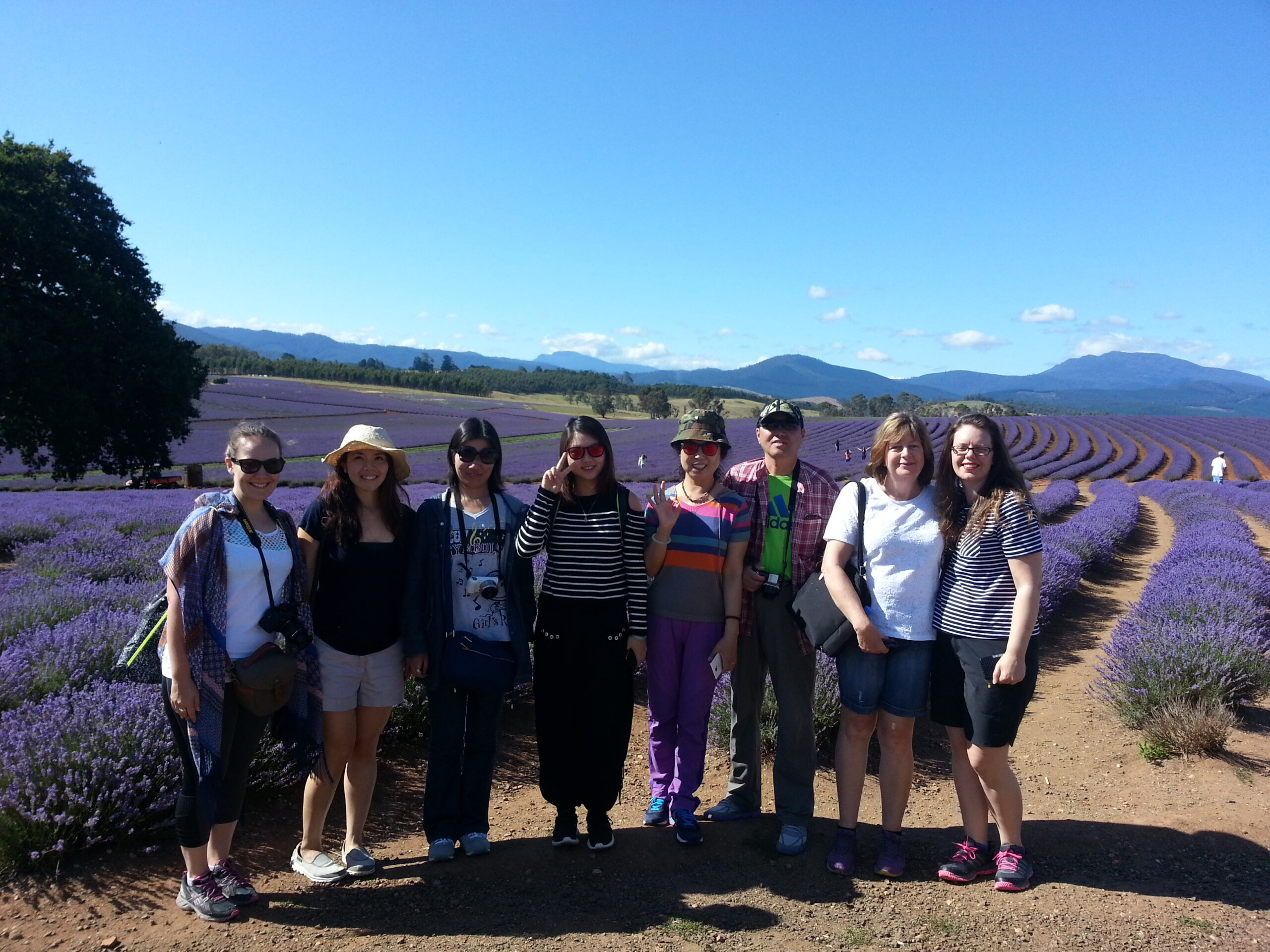 Bridestowe Lavender Farm shuttle