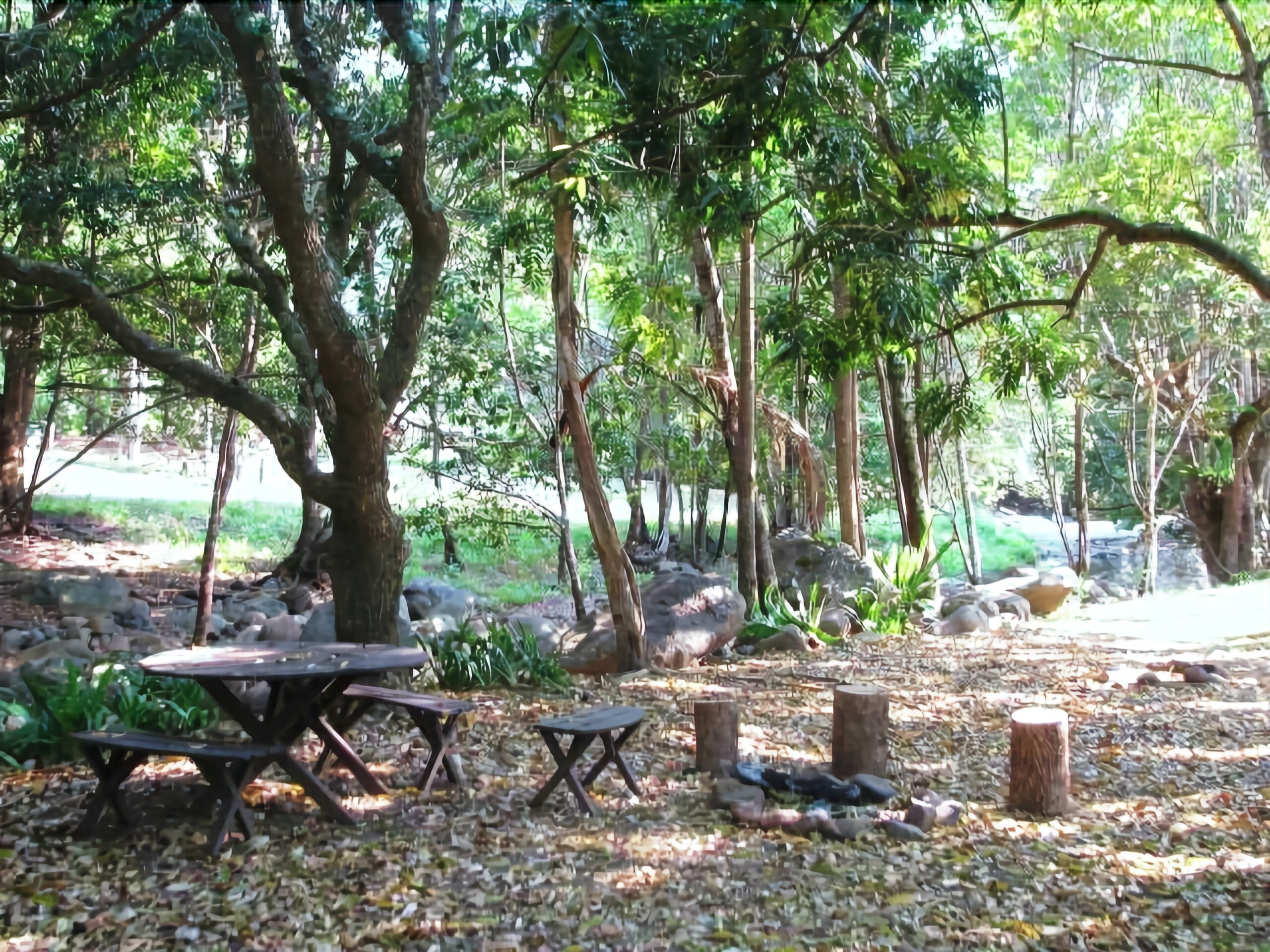 Mt Warning Rainforest Park