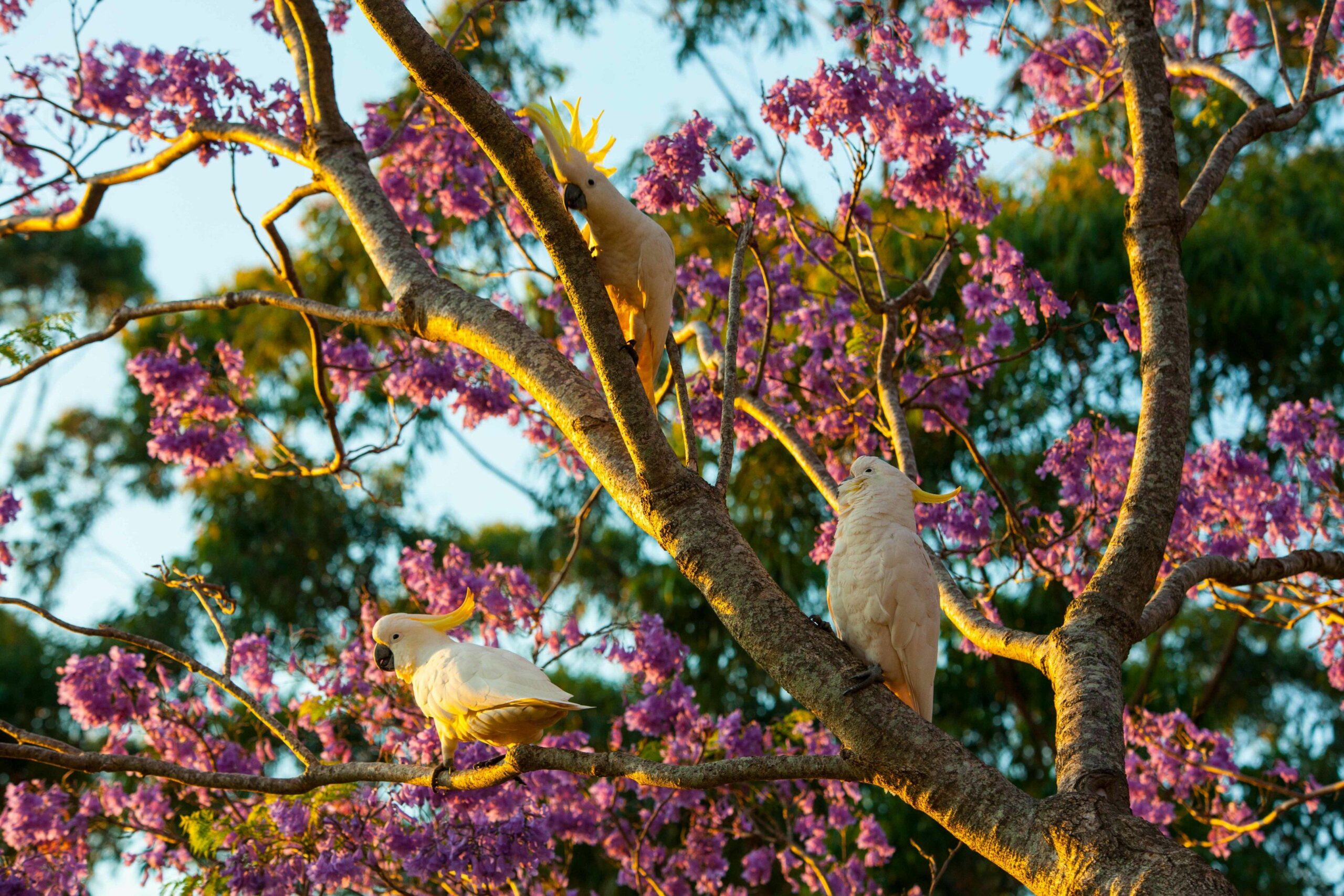 Tamborine Mountain Bed and Breakfast