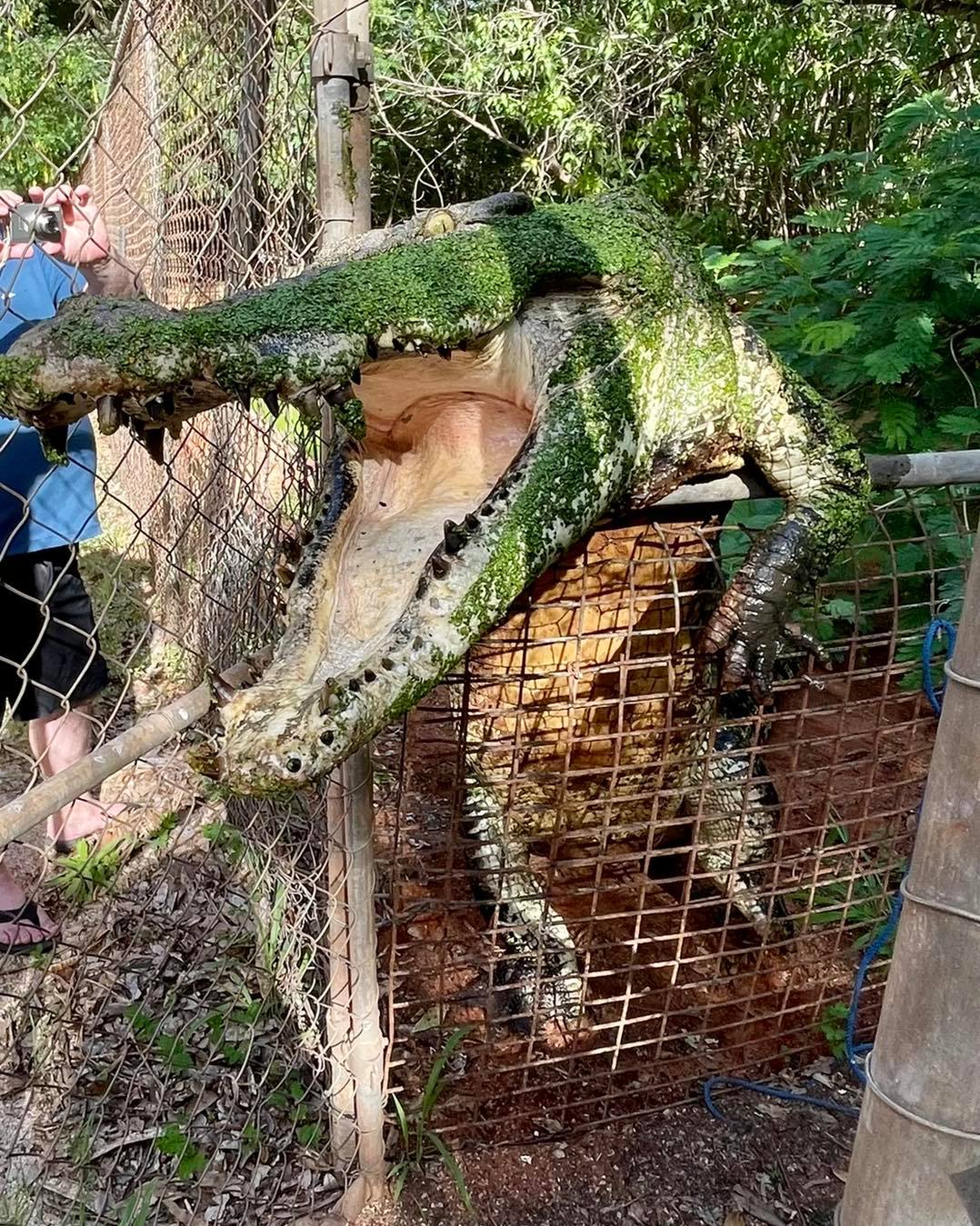 Malcolm Douglas Crocodile Educational Tour - Entry Fees and Transport Included