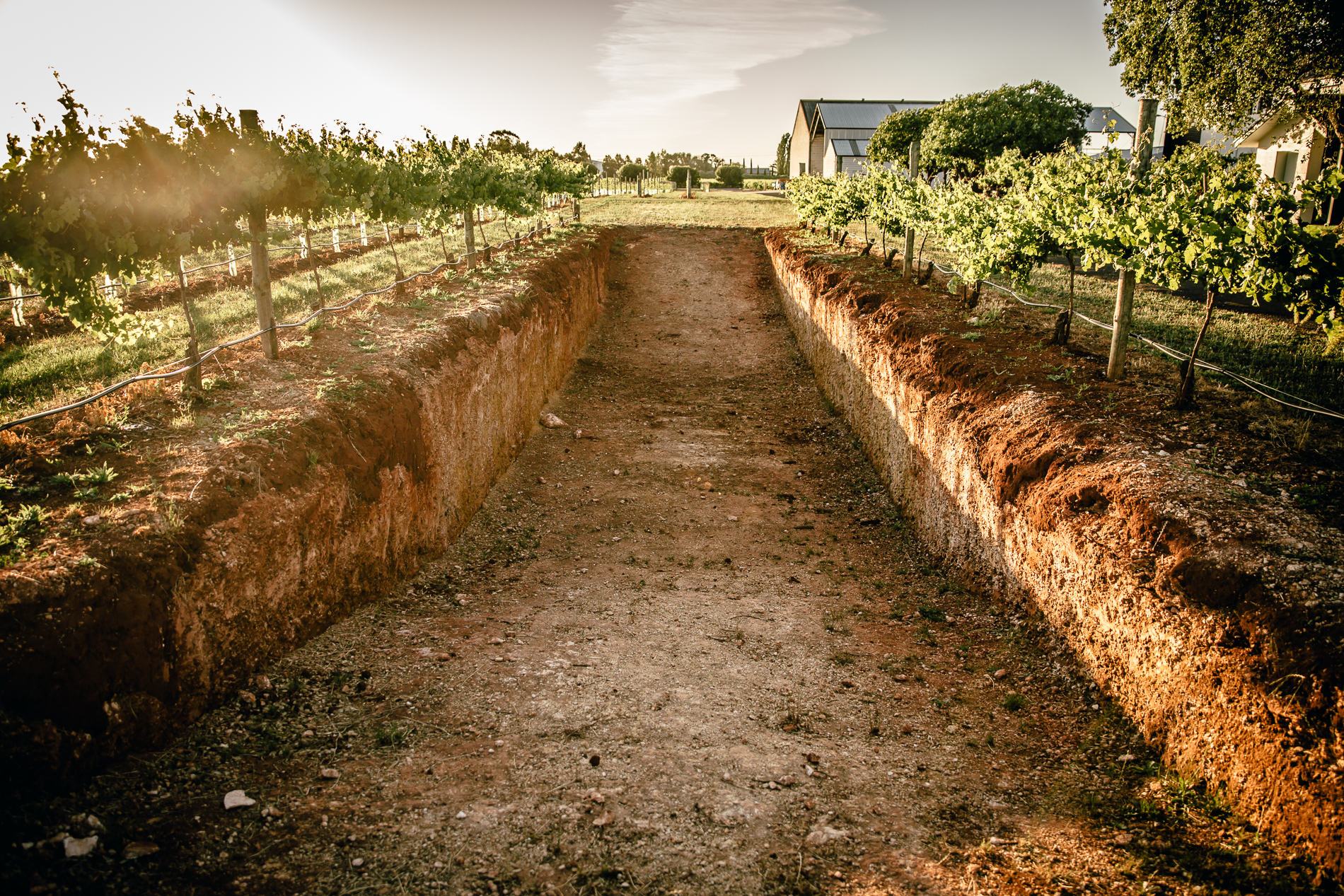 Cellar Door Wine Tasting