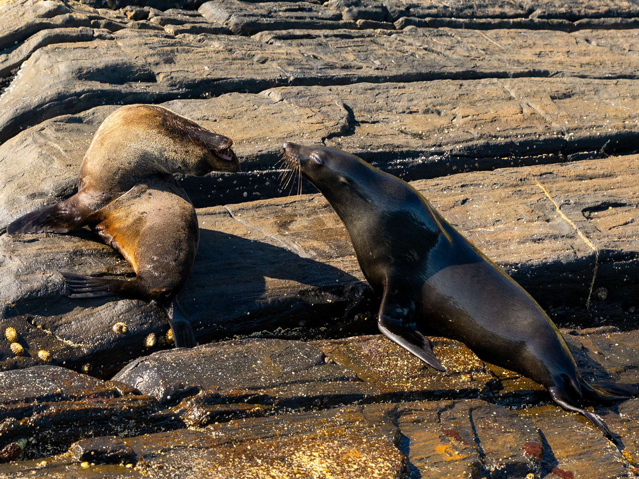 Kangaroo Island Ocean Safari - 2 hour VIEW ONLY (snorkelling safari)