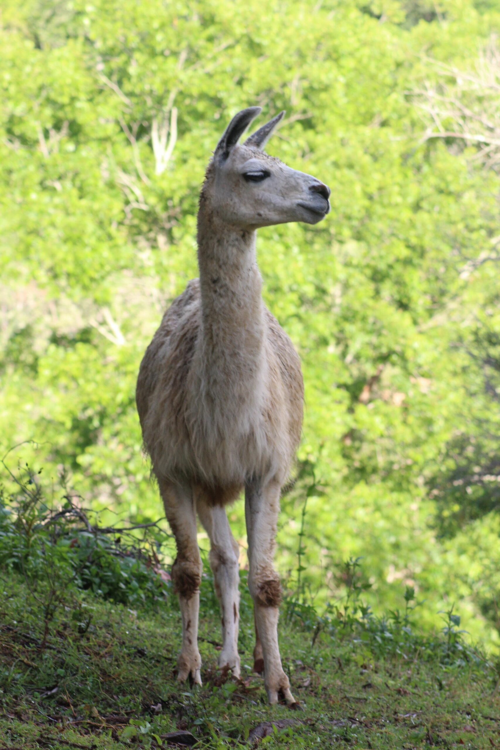 Dayboro Cottages & Llama Walks
