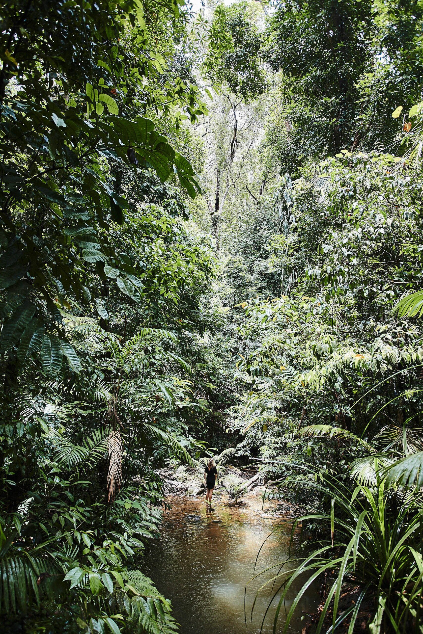 Daintree Ecolodge