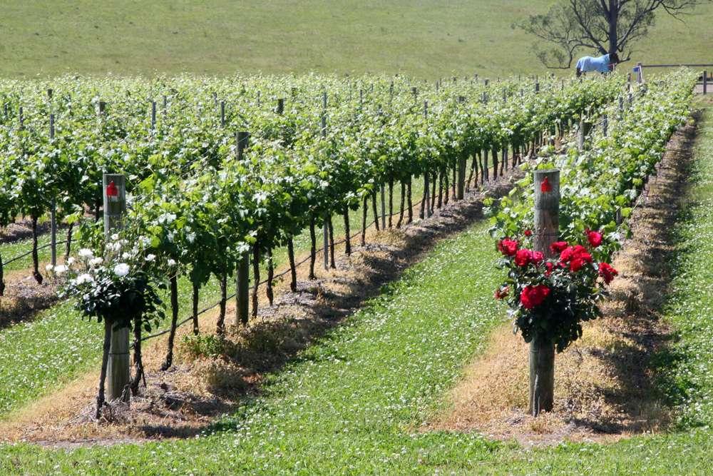 Hunter Valley Wine Tasting Private Tour