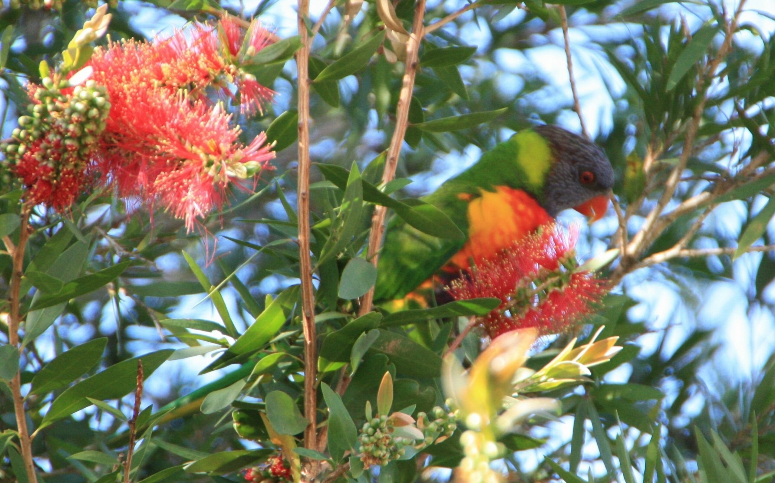 Bottlebrush B&B