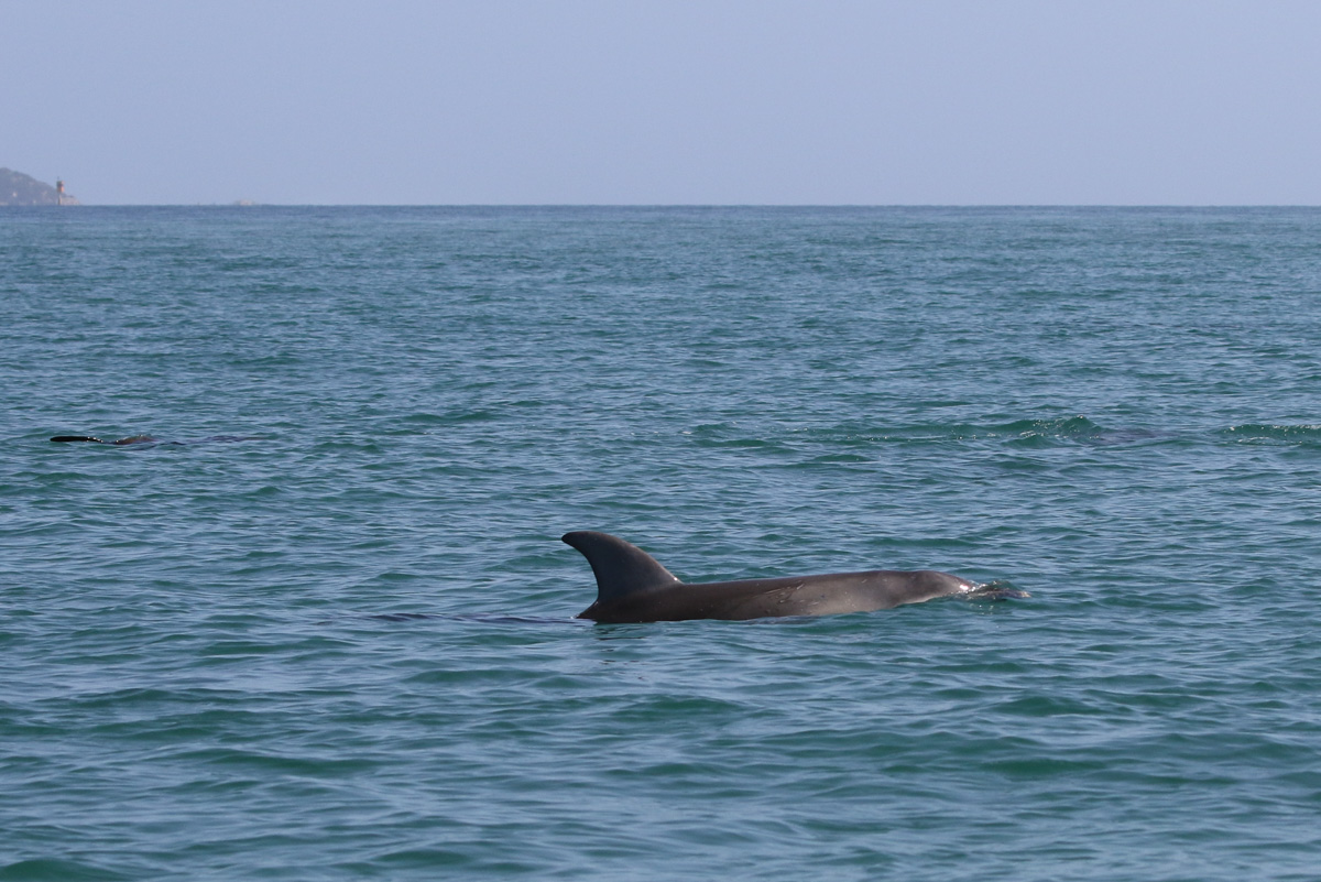 2hr Dolphin and Seal Swim Reef Snorkel Tour