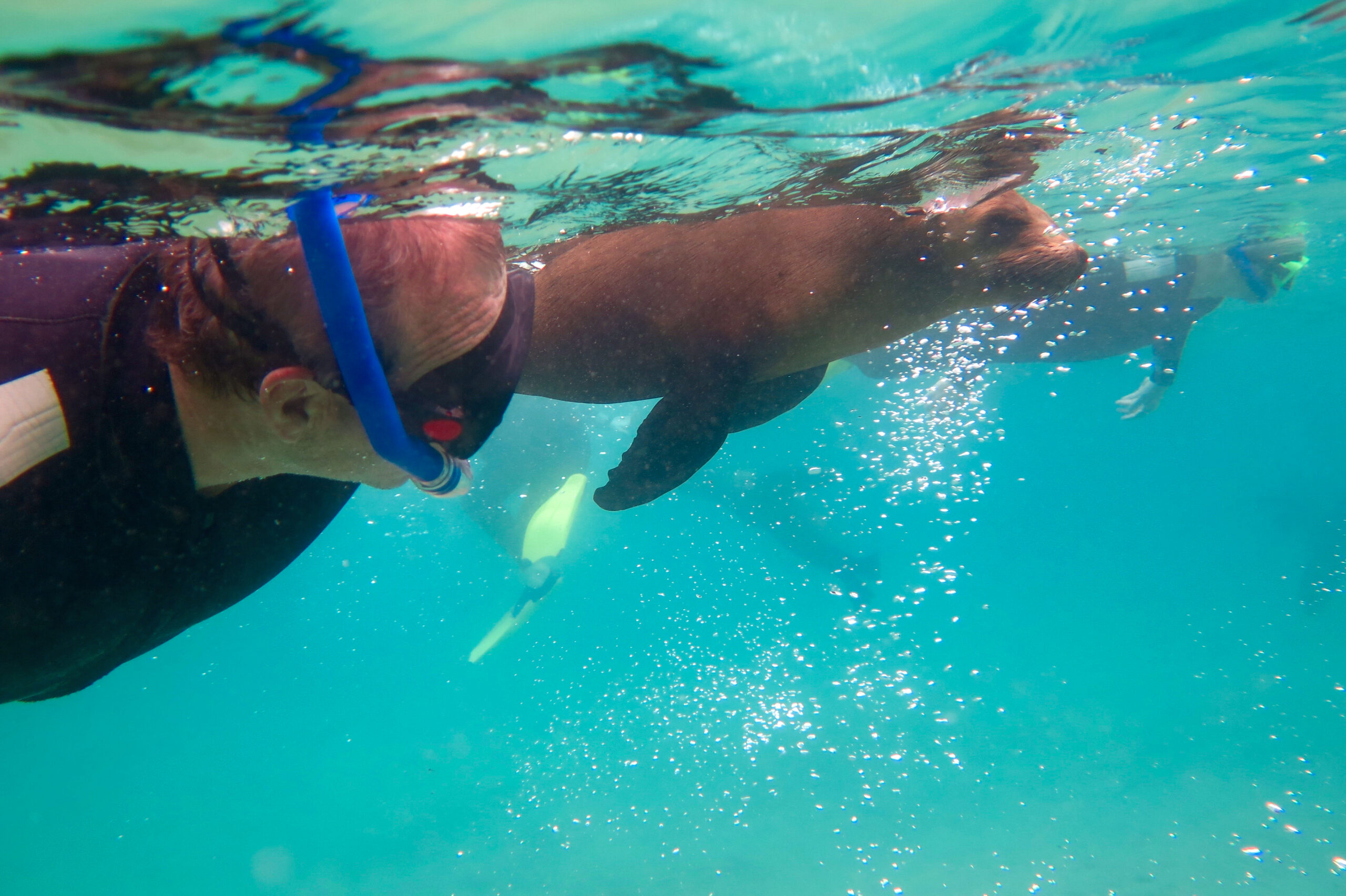 2hr Dolphin and Seal Swim Reef Snorkel Tour